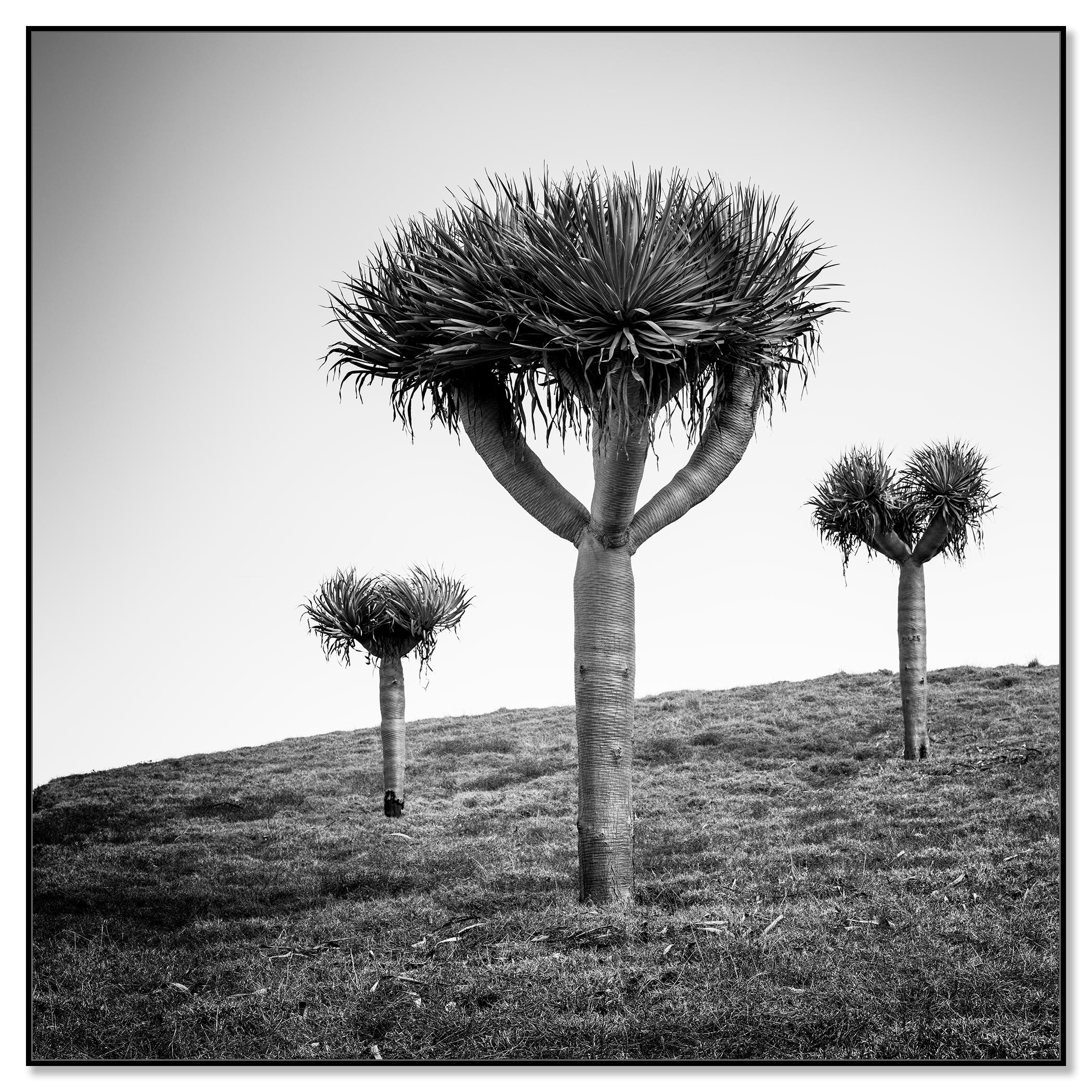 Dragonnier des Canaries, photographie en noir et blanc, édition limitée - Photograph de Gerald Berghammer