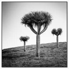 Canary Islands Dragon Tree Madeira