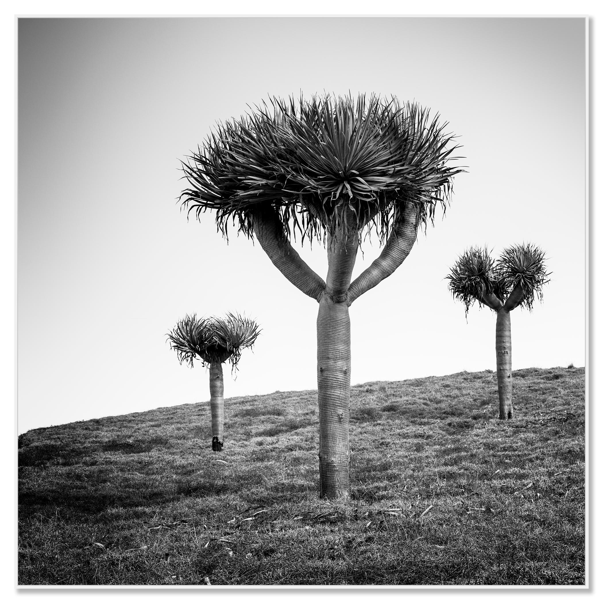Dragonnier des Canaries, photographie en noir et blanc, édition limitée - Contemporain Photograph par Gerald Berghammer
