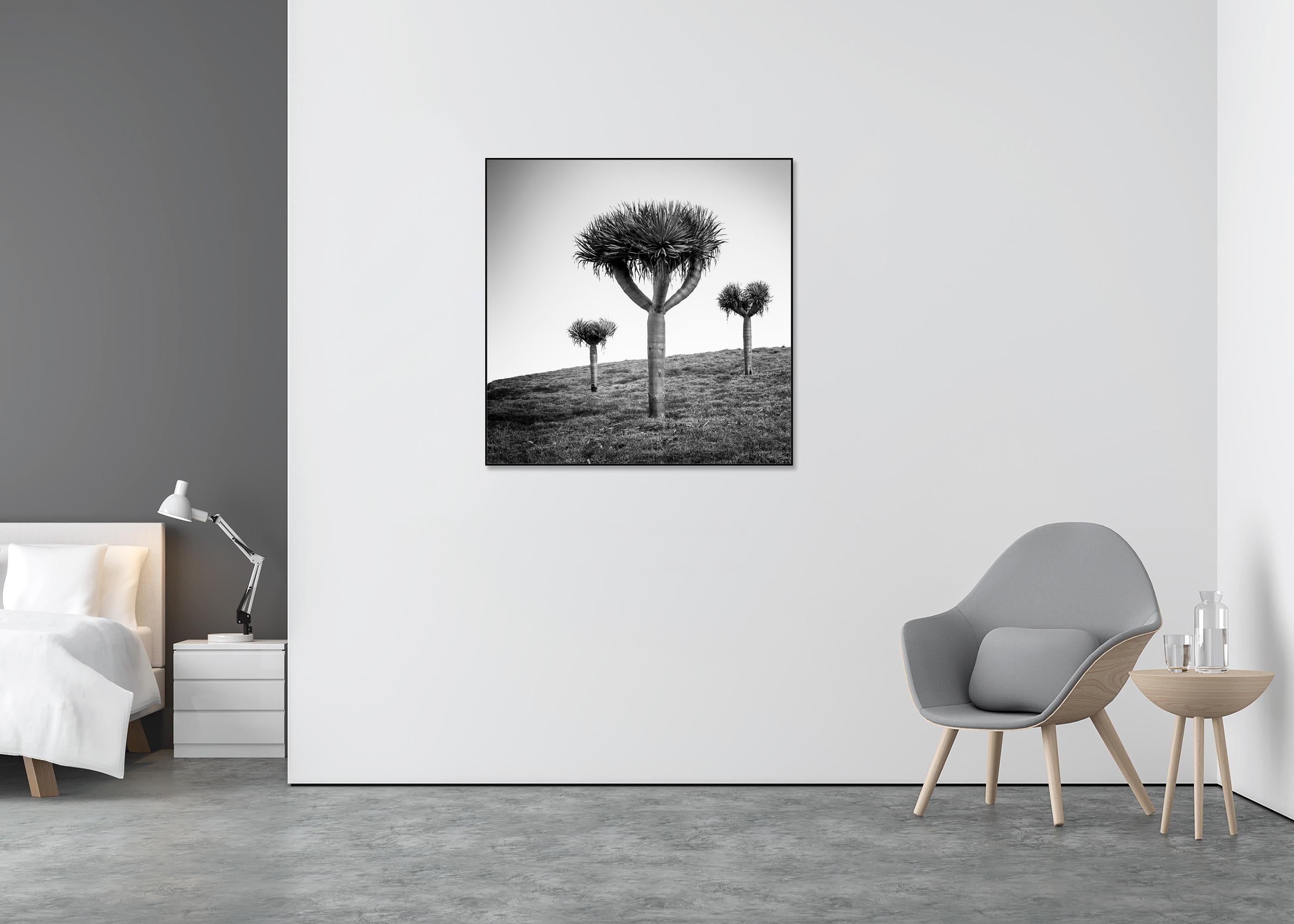 Dragonnier des Canaries, photographie en noir et blanc, édition limitée - Gris Landscape Photograph par Gerald Berghammer