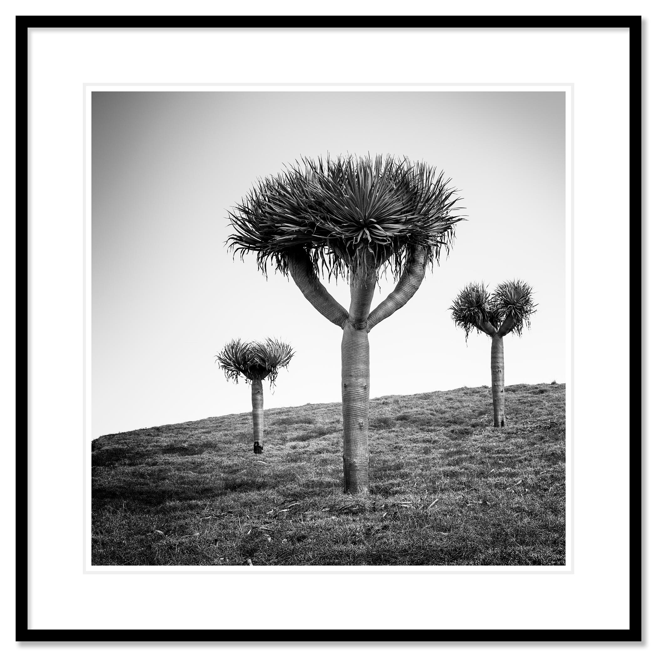 Photographie de paysage en noir et blanc. Les arbres de Dragen sur la magnifique île de Madère, au Portugal. Épreuve à l'encre pigmentaire d'archives, édition de 8 exemplaires. Signée, titrée, datée et numérotée par l'artiste. Certificat