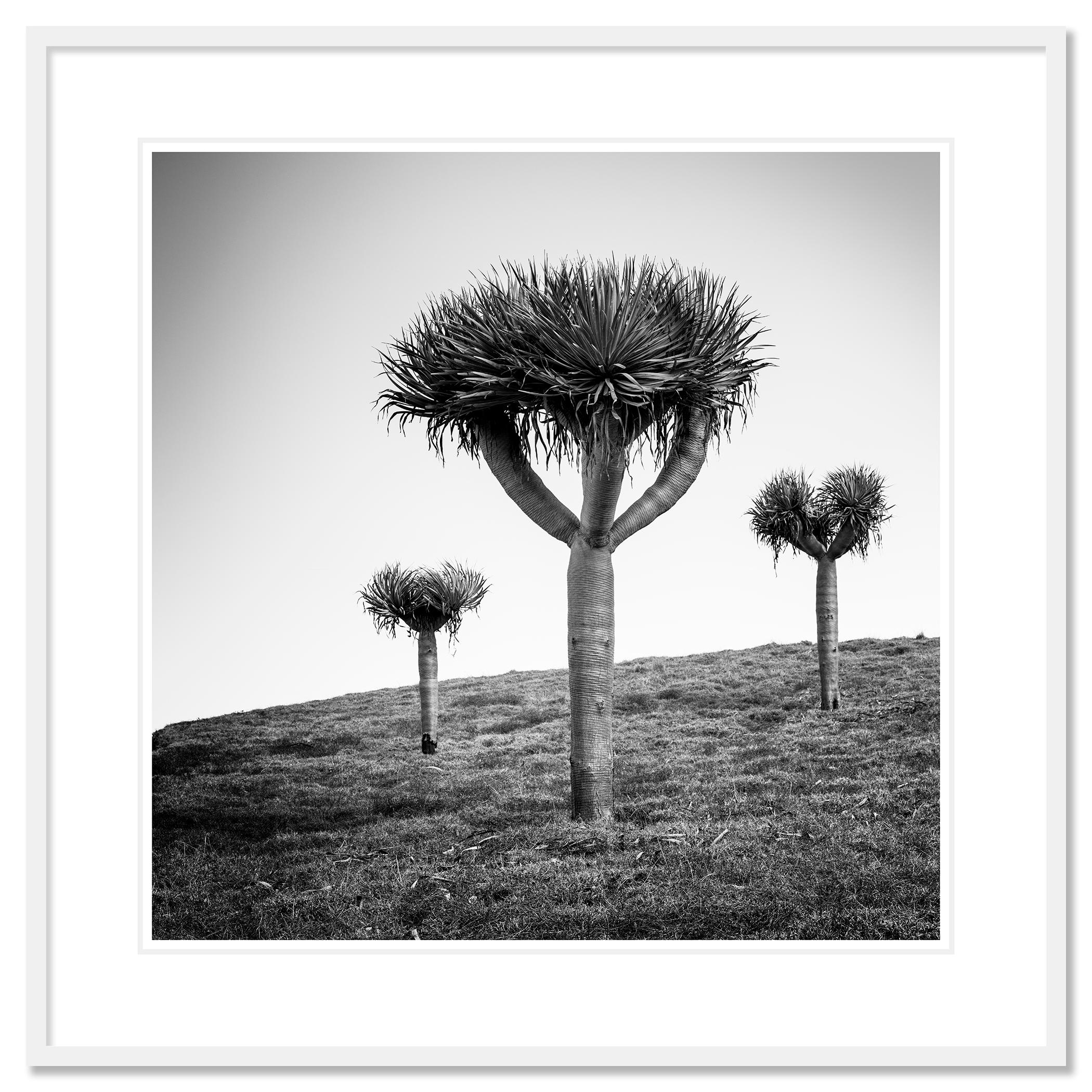 Dragonnier des Canaries, photographie en noir et blanc, édition limitée en vente 1