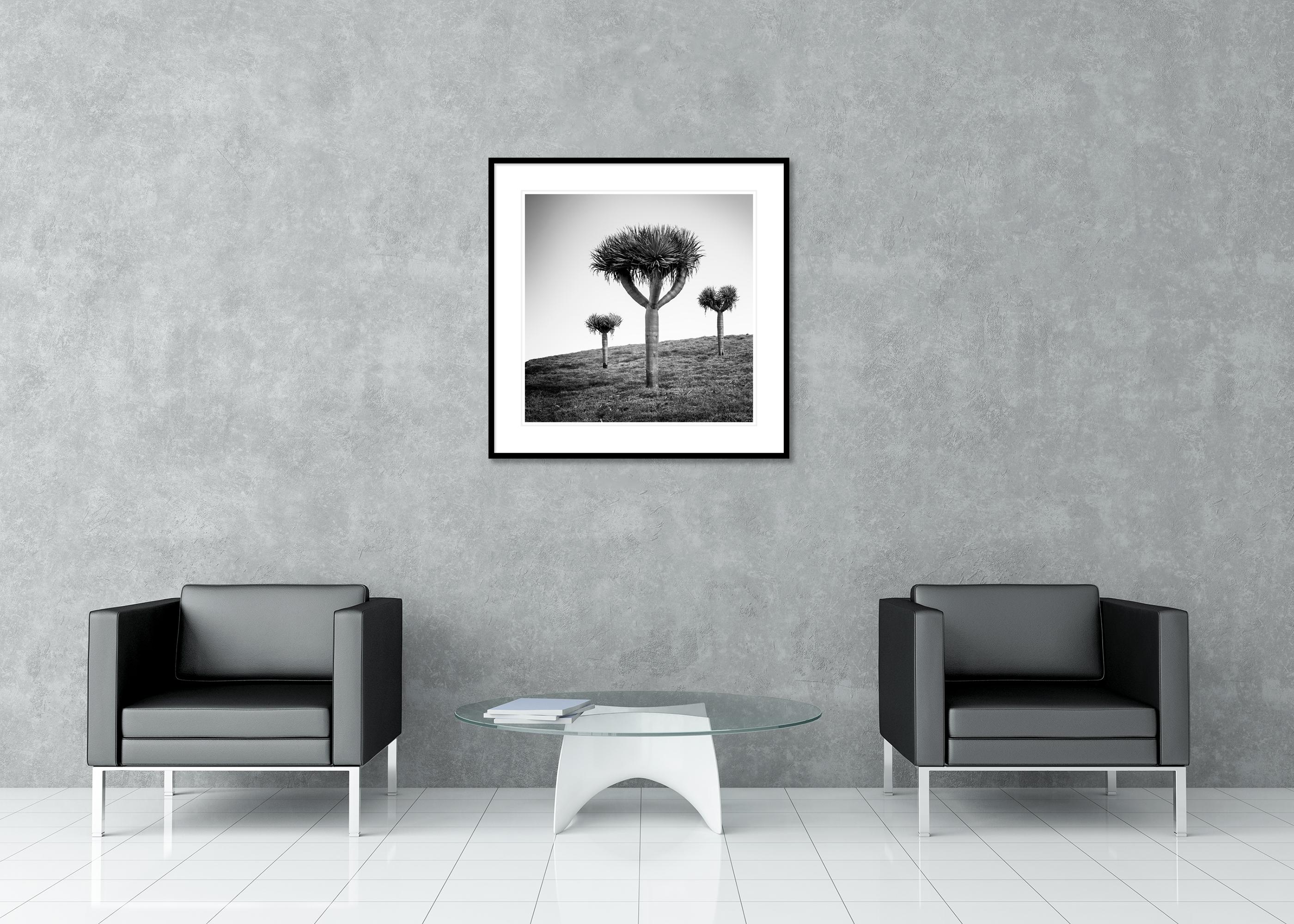 Dragonnier des Canaries, photographie en noir et blanc, édition limitée en vente 2