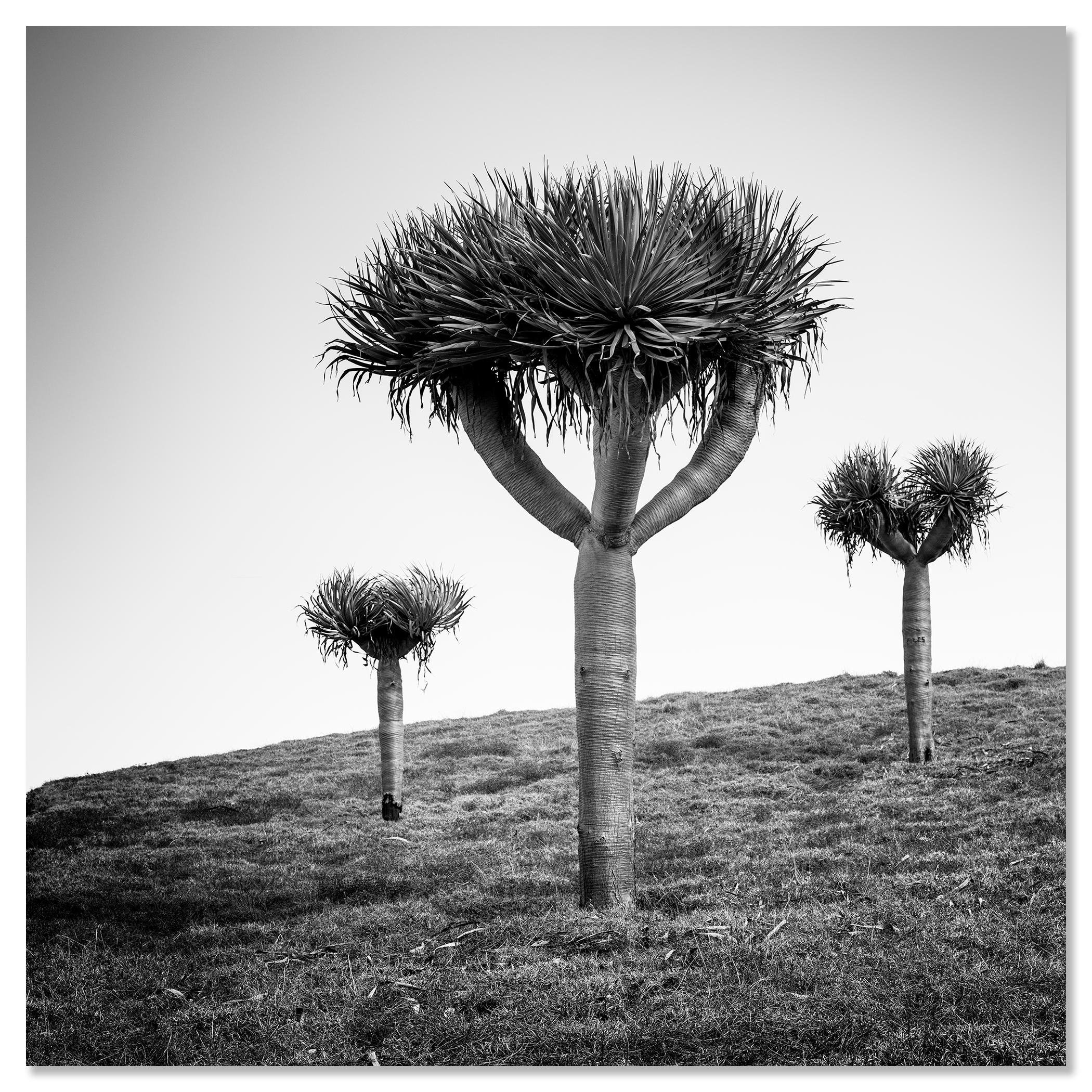 Dragonnier des Canaries, photographie en noir et blanc, édition limitée en vente 3