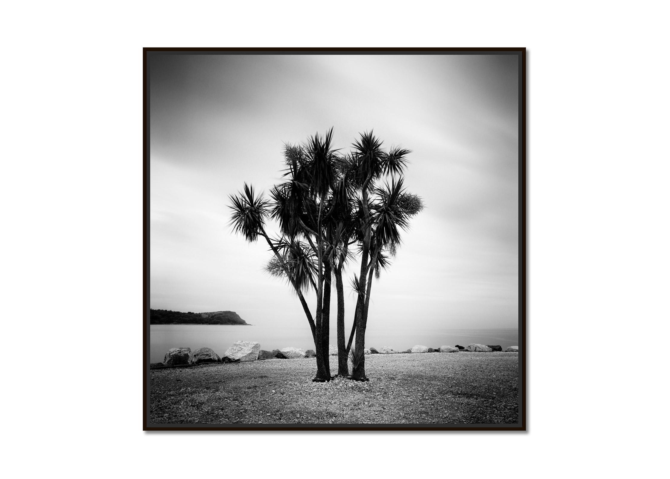 Caribbean Feeling, Palm Trees, Ireland, black and white landscape photography - Photograph by Gerald Berghammer