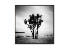 Caribbean Feeling, Palm Trees, Ireland, black and white landscape photography
