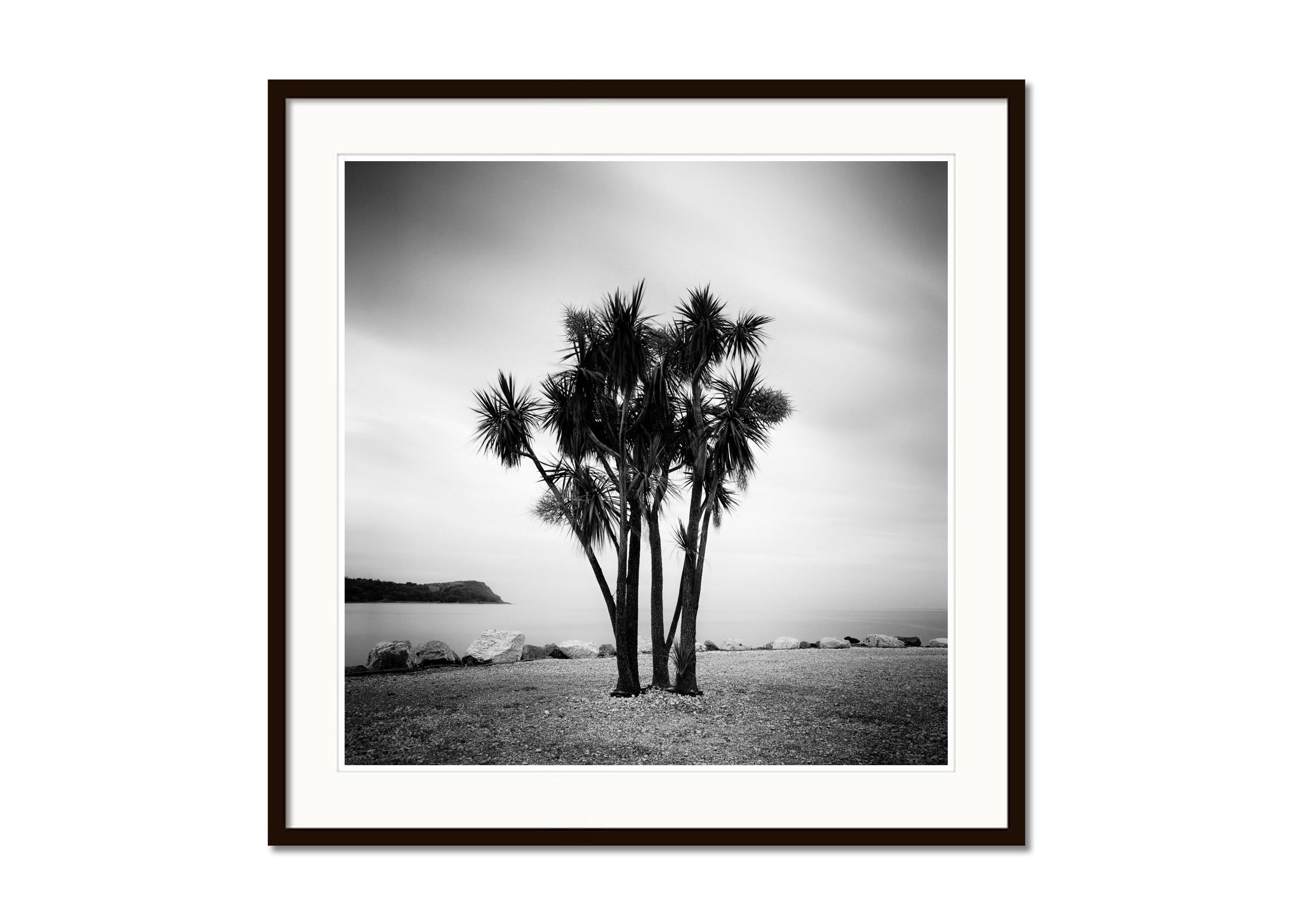 ireland palm trees