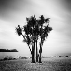 Caribbean Feeling, Palm Trees, Ireland, black and white photography, landscape