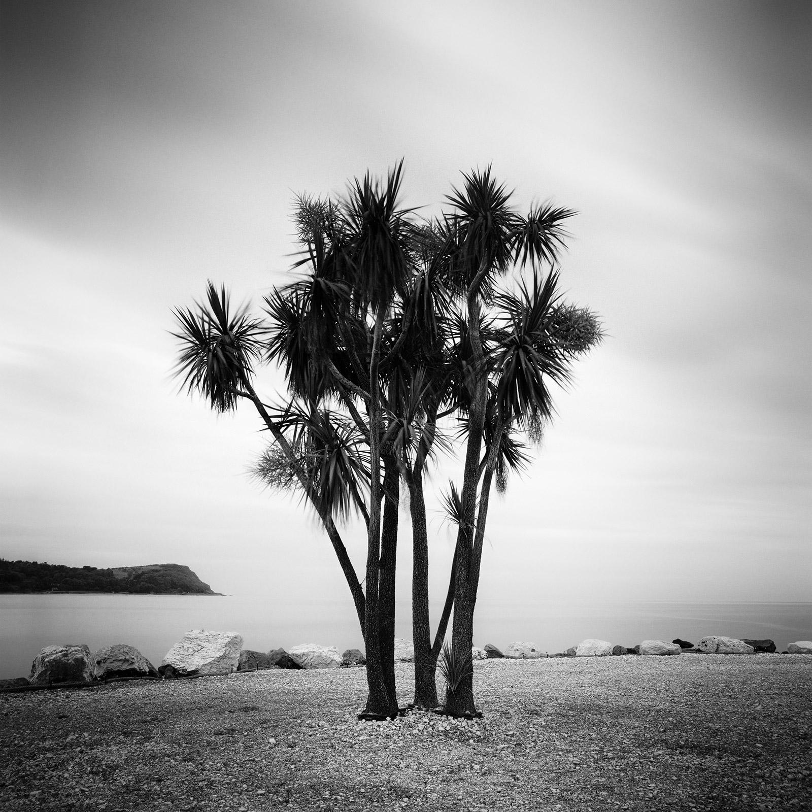 Gerald Berghammer Black and White Photograph - Caribbean Feeling, Palm Trees, Ireland, black and white landscape photography