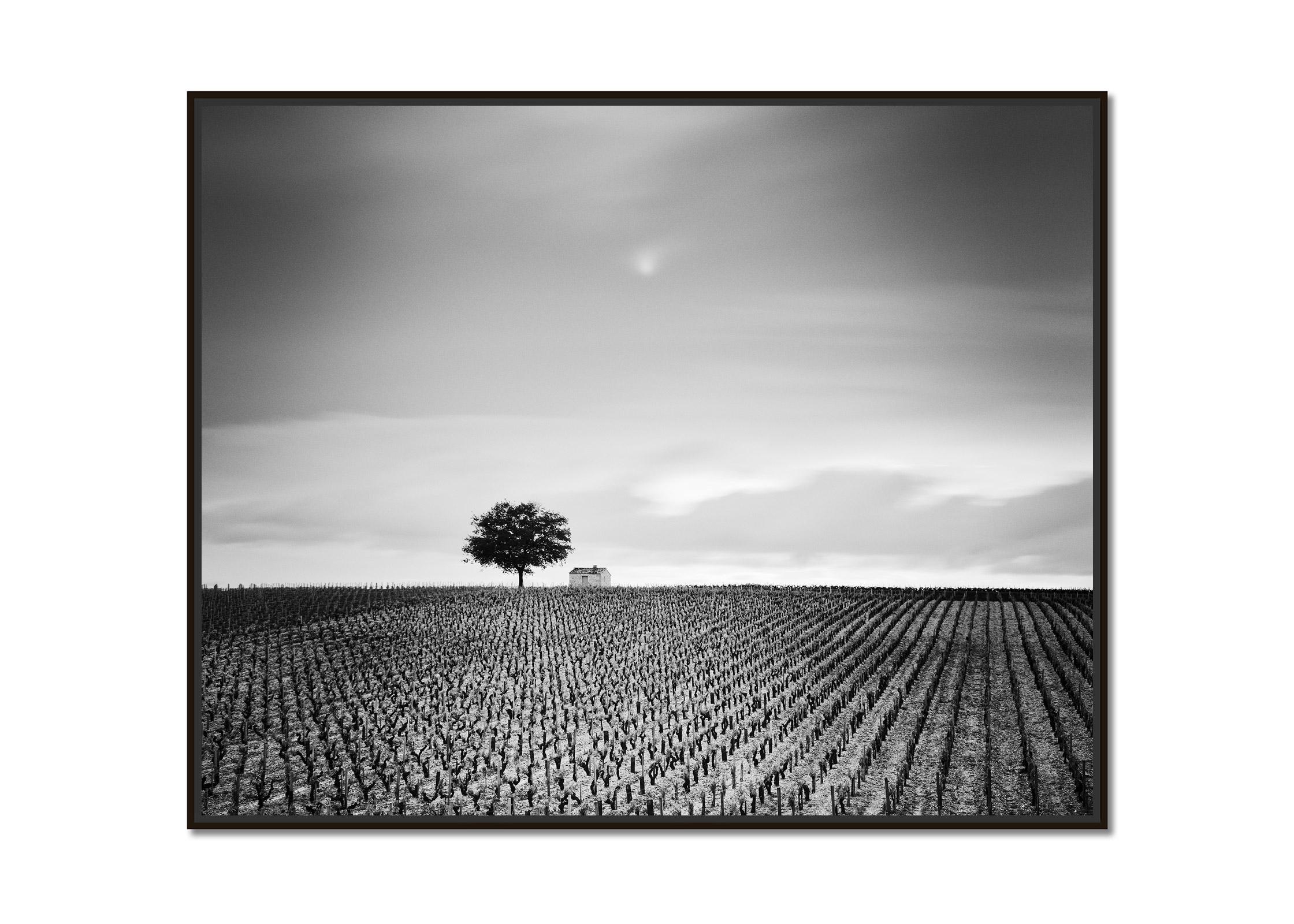 Champagne Paradise, single Tree, Vineyard, France, black & white landscape photo - Photograph by Gerald Berghammer