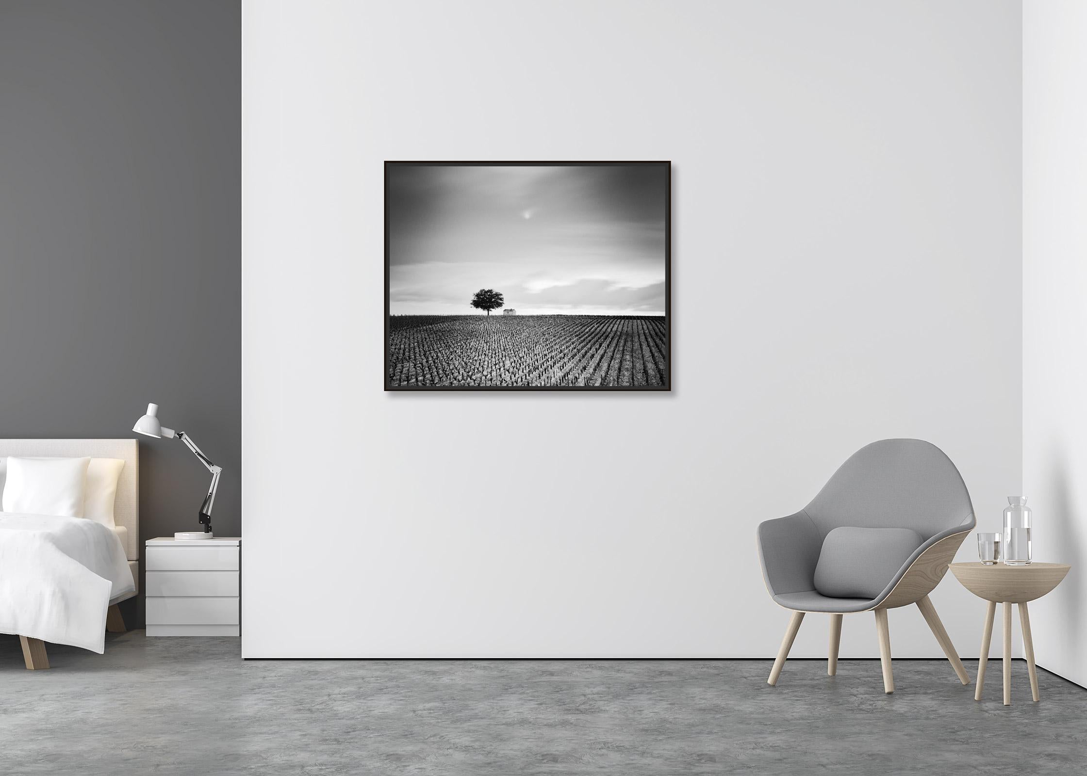 Champagne Paradise, single Tree, Vineyard, France, black & white landscape photo - Contemporary Photograph by Gerald Berghammer