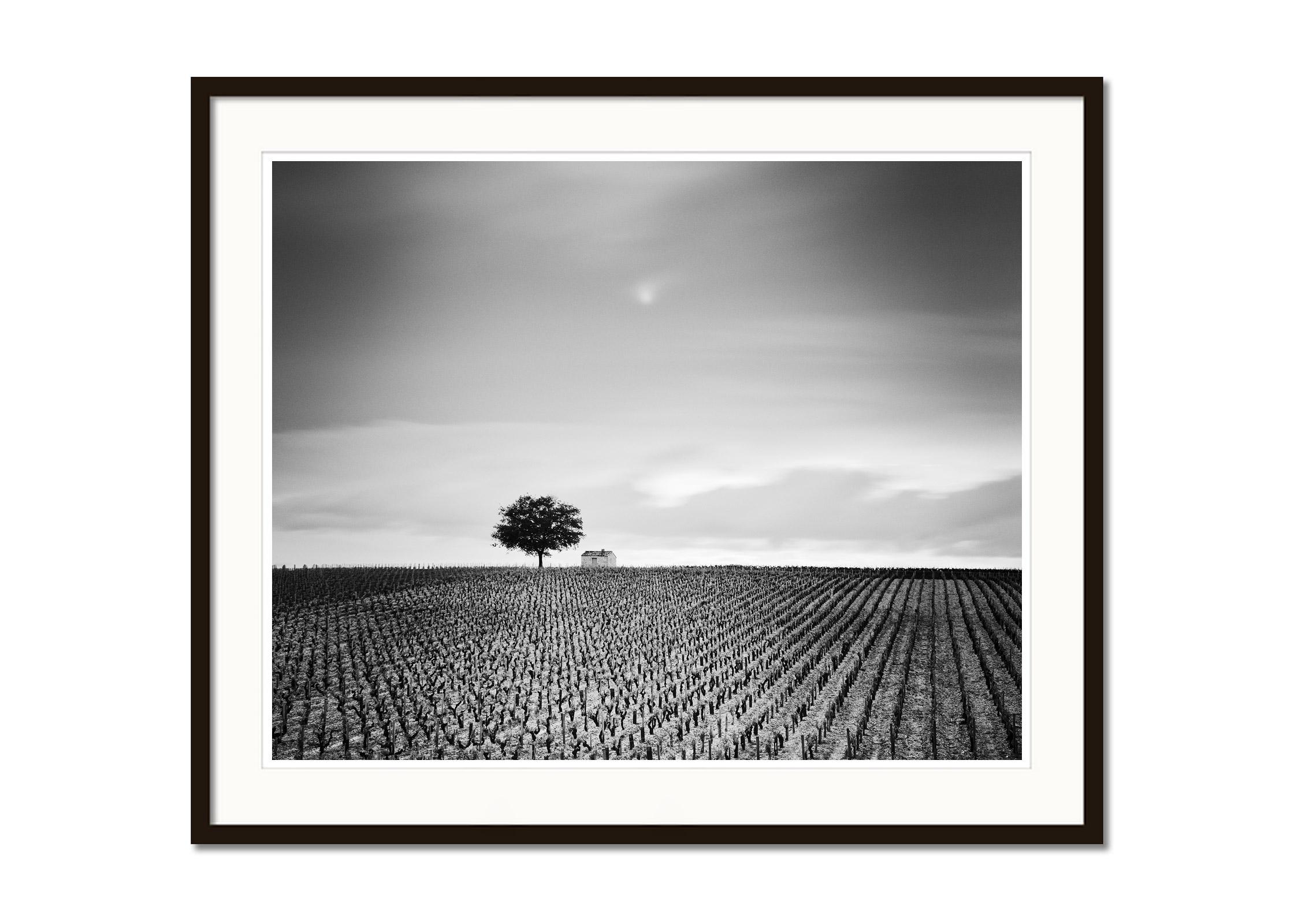 Champagne Paradise, single Tree, Vineyard, France, black & white landscape photo - Gray Black and White Photograph by Gerald Berghammer