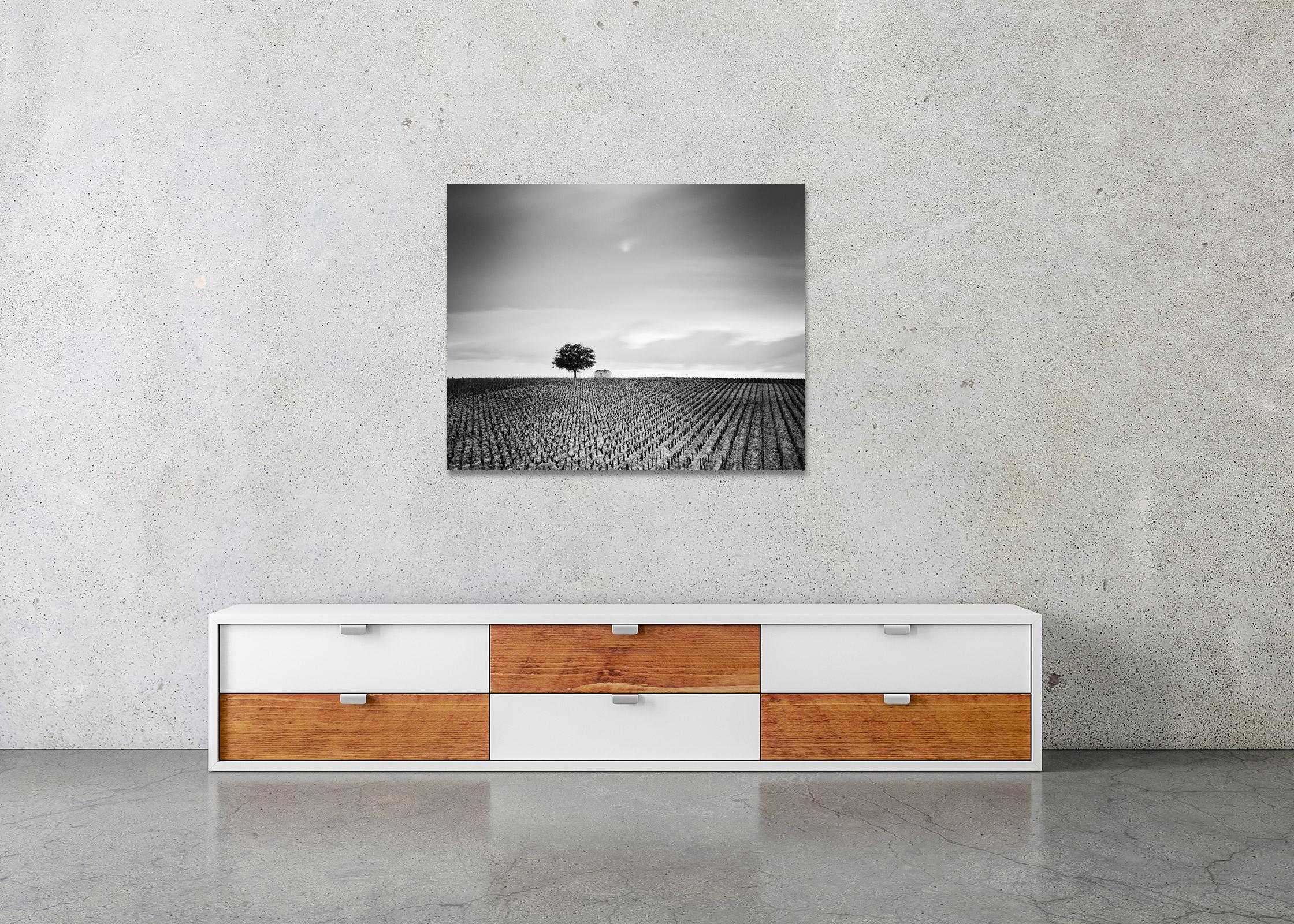 Champagne Paradise, single Tree, Vineyard, France, black & white landscape photo For Sale 2