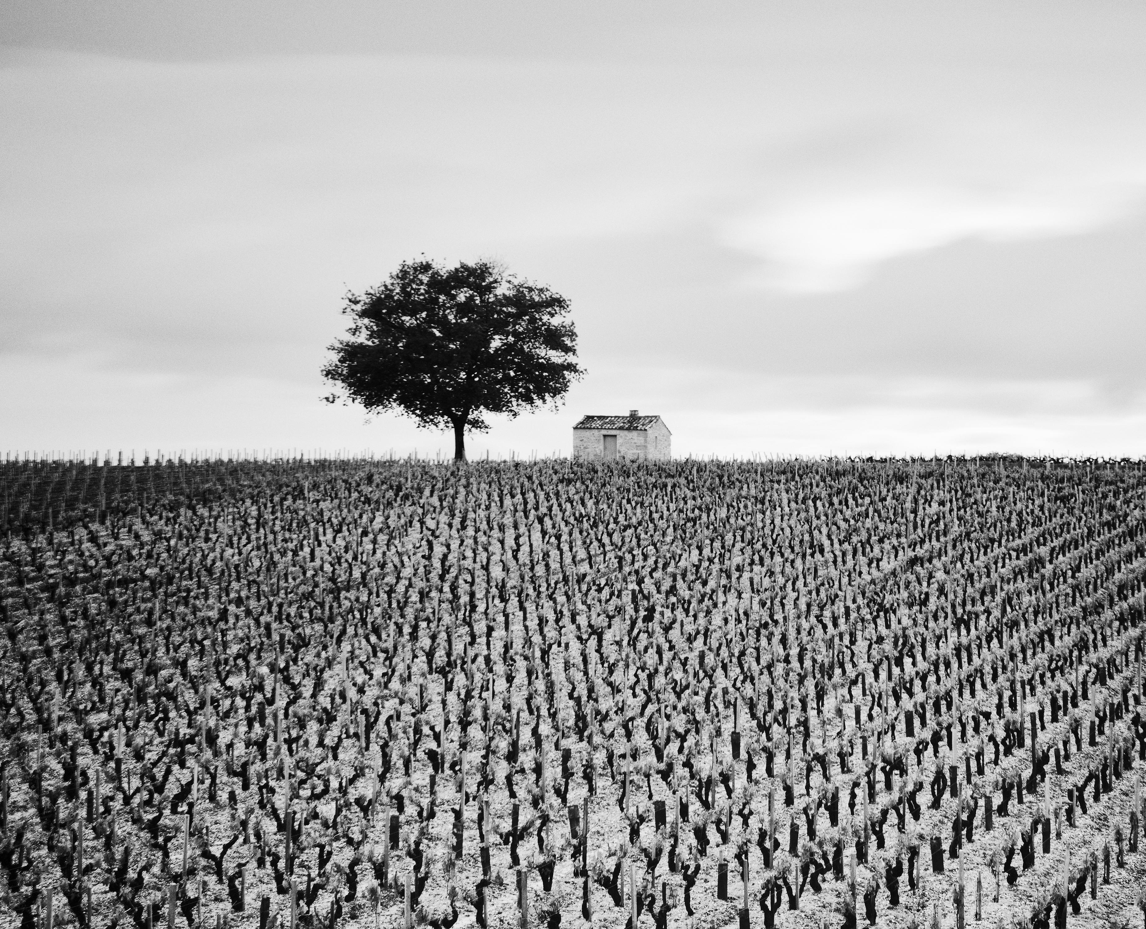 Champagne Paradise, single Tree, Vineyard, France, black & white landscape photo For Sale 3