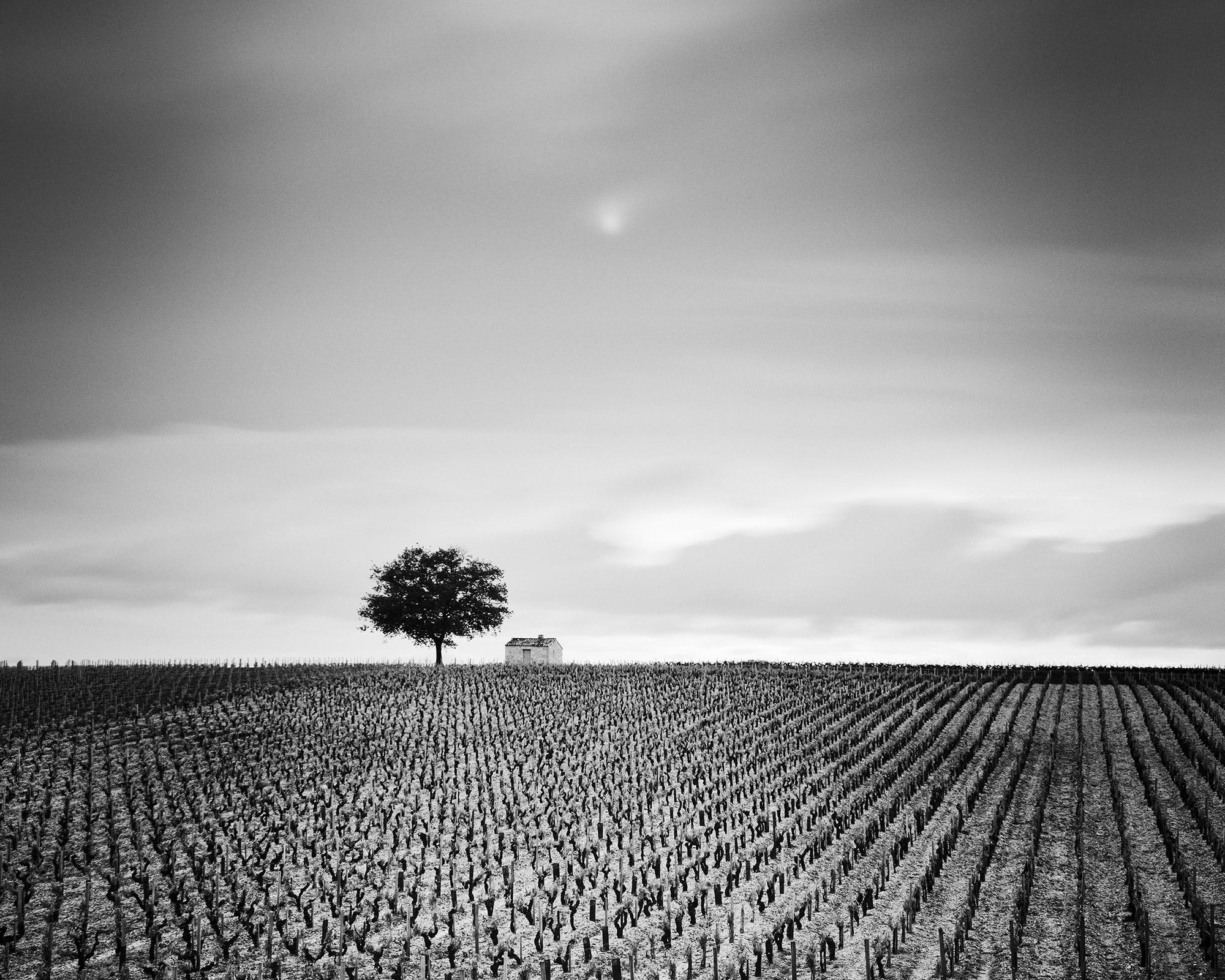 Champagne Paradise, single Tree, Vineyard, France, black & white landscape photo