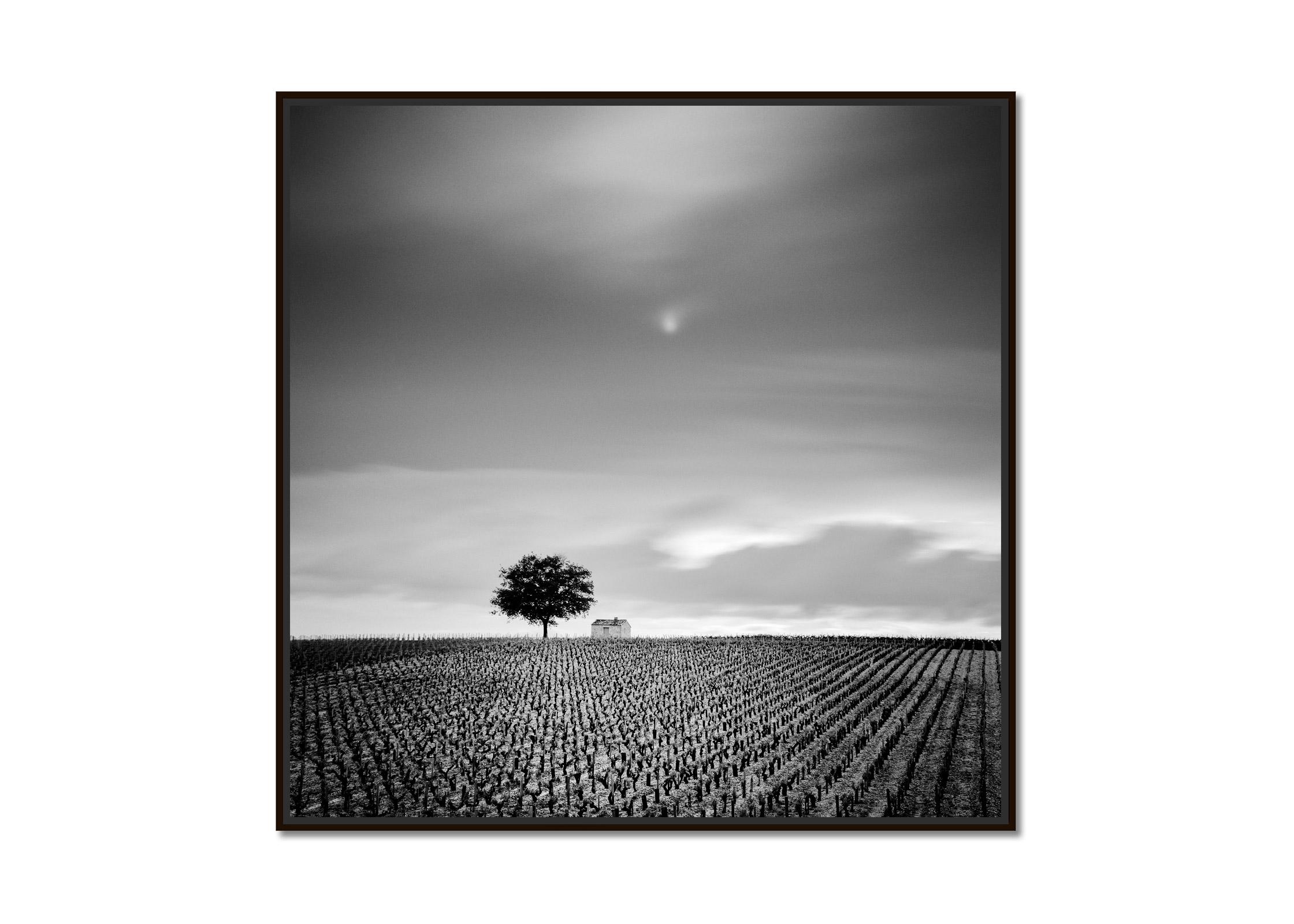 Champagne Paradise, Vineyard, Tree, black and white photography, art landscape - Photograph by Gerald Berghammer