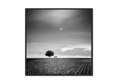 Champagne Paradise, Vineyard, Tree, black and white photography, art landscape
