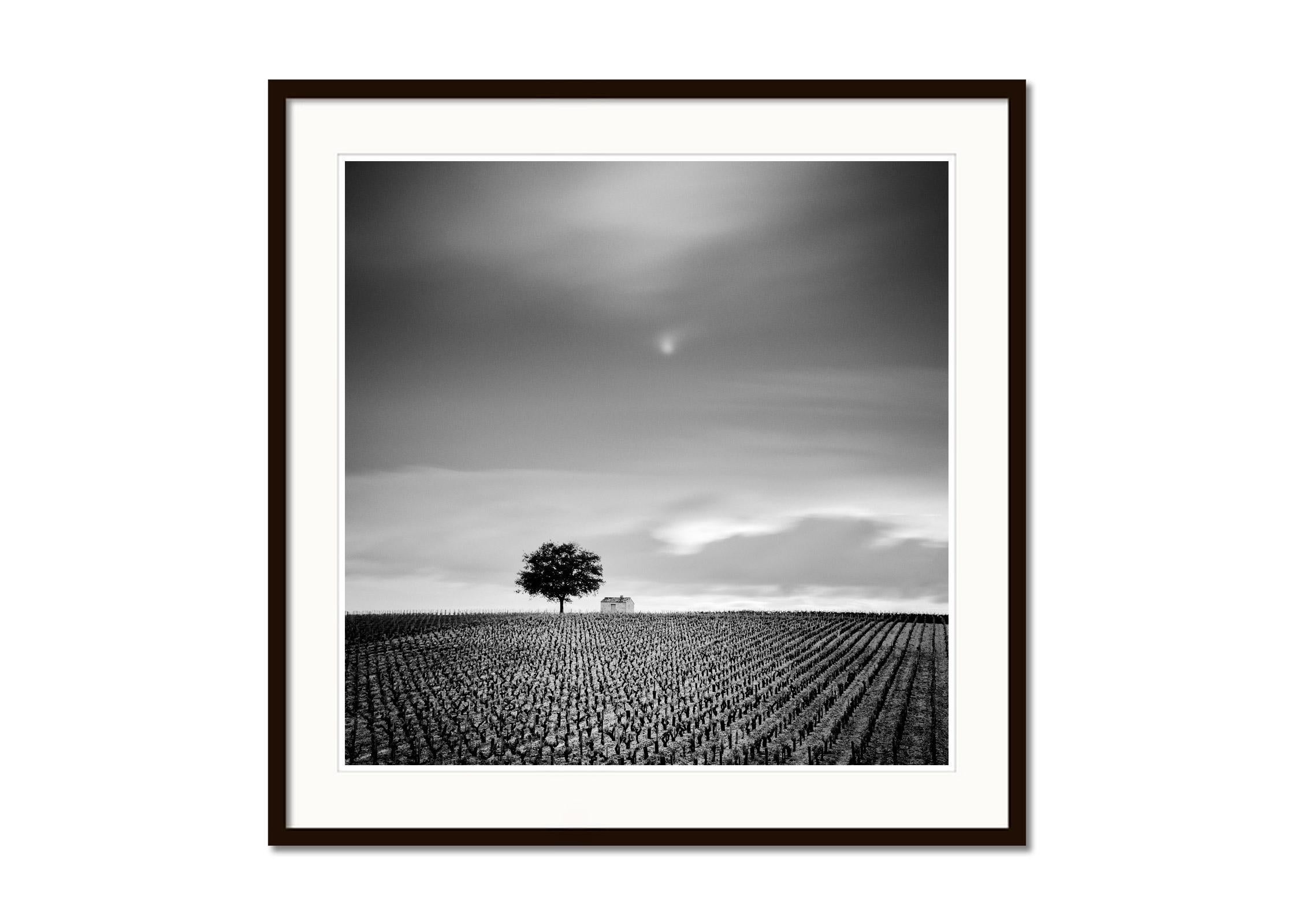 Champagne Paradise, Vineyard, Tree, black and white photography, art landscape - Gray Black and White Photograph by Gerald Berghammer
