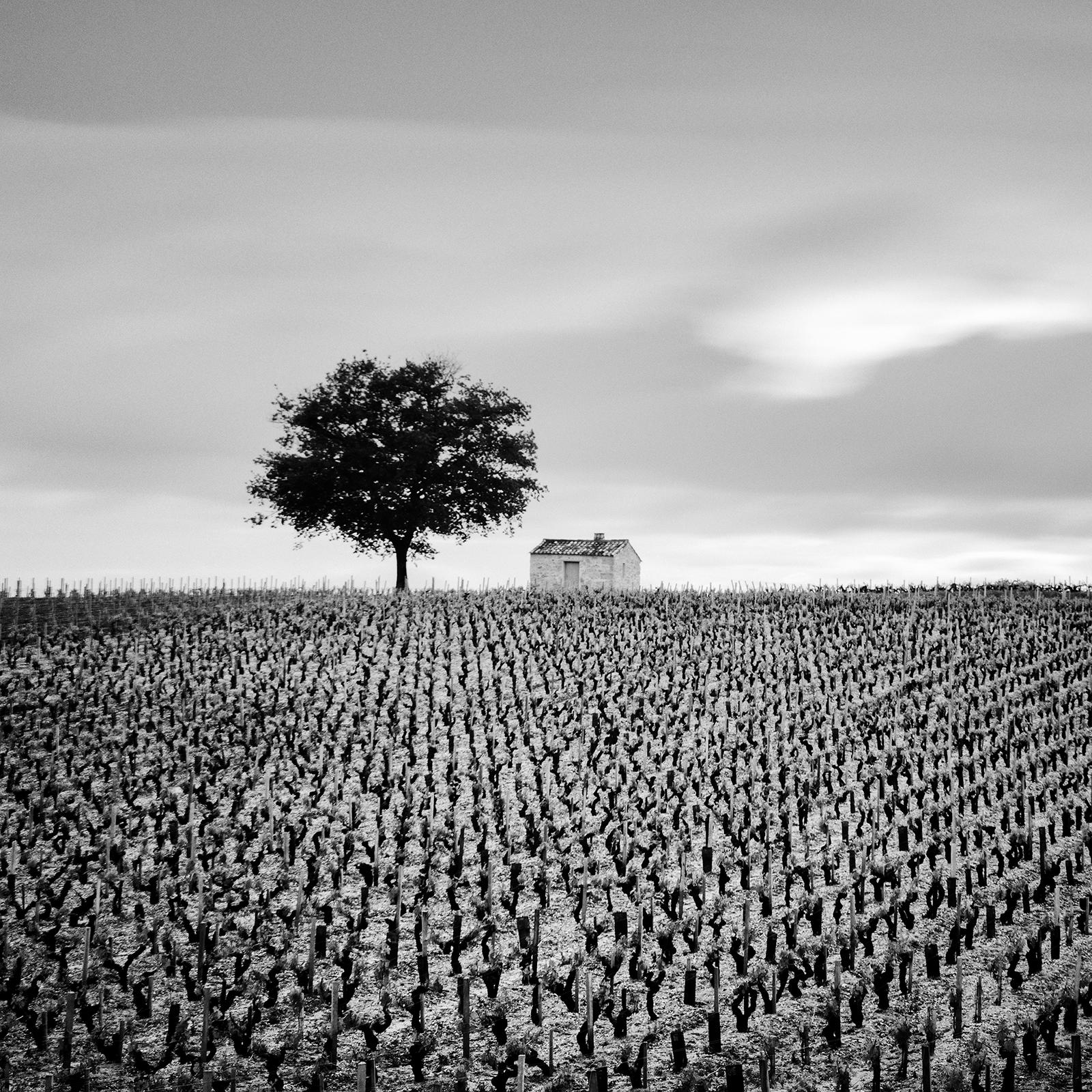 Champagne Paradise, Vineyard, Tree, black and white photography, art landscape For Sale 3