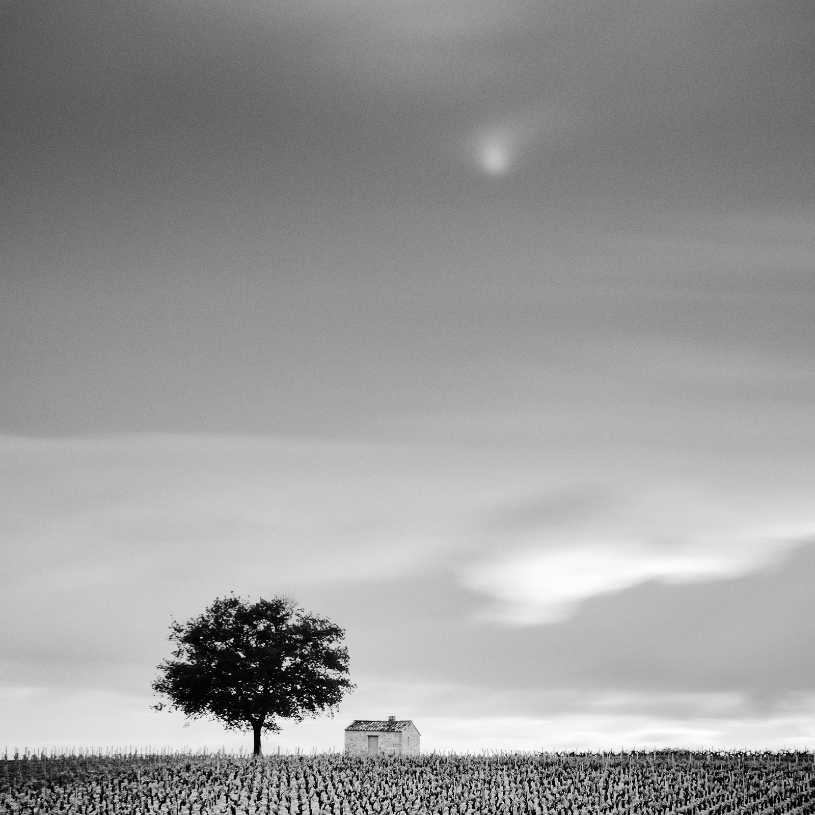 Champagne Paradise, Vineyard, Tree, black and white photography, art landscape For Sale 4
