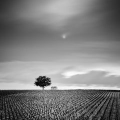 Champagne Paradise, Vineyard, Tree, black and white photography, art landscape