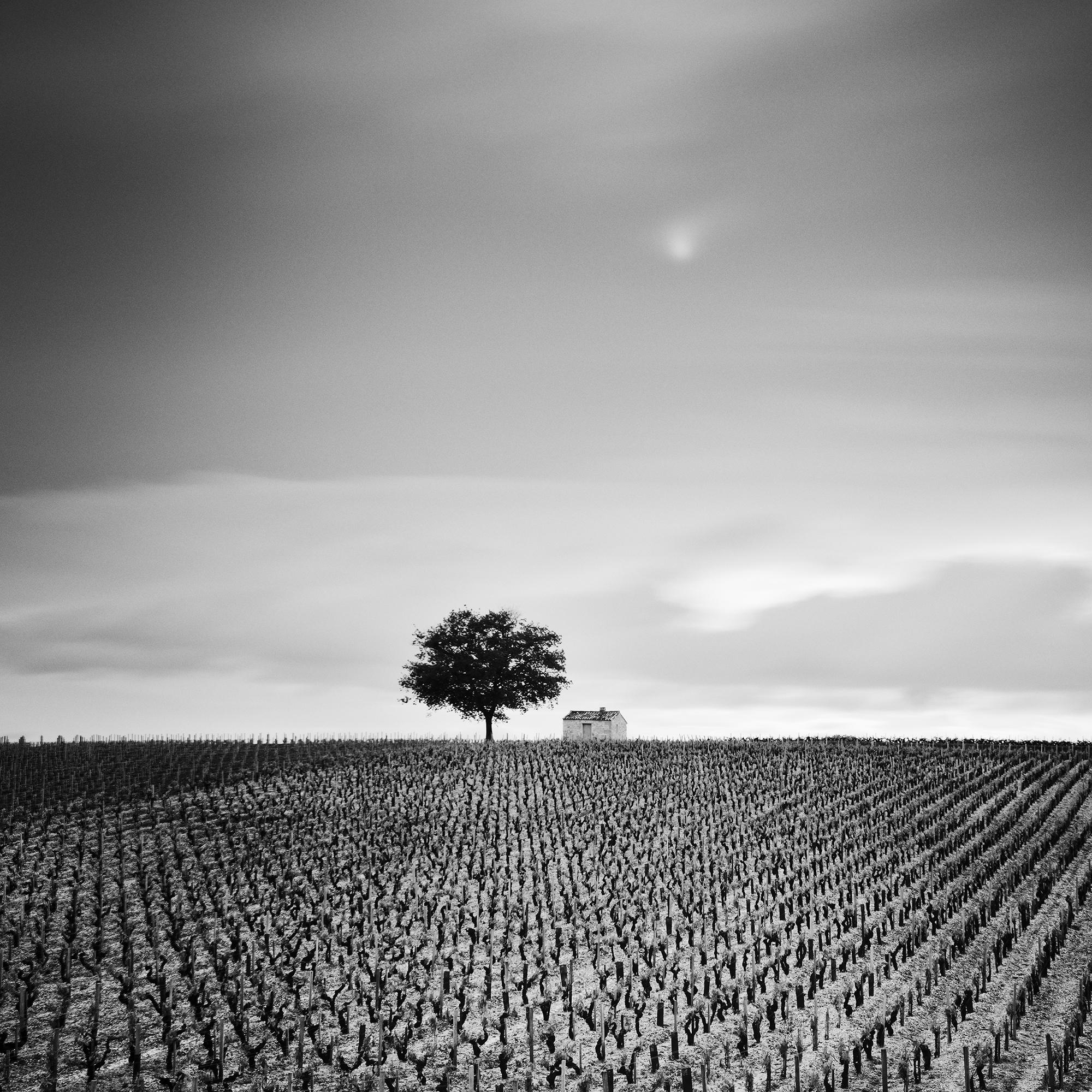 Champagne Paradise, Vigneto, Paesaggio con alberi, stampa fotografica in edizione limitata in vendita 5