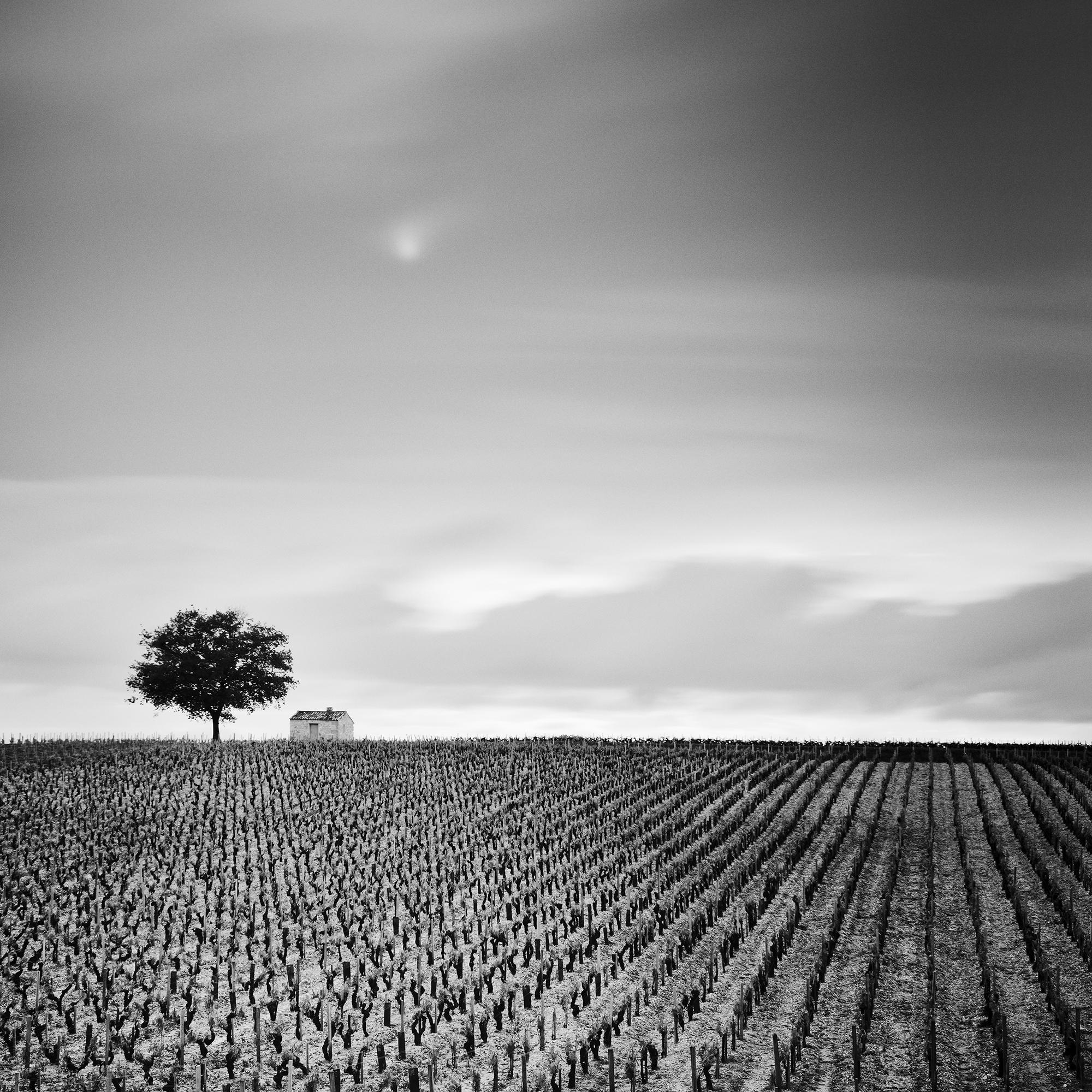 Champagne Paradise, Vigneto, Paesaggio con alberi, stampa fotografica in edizione limitata in vendita 6