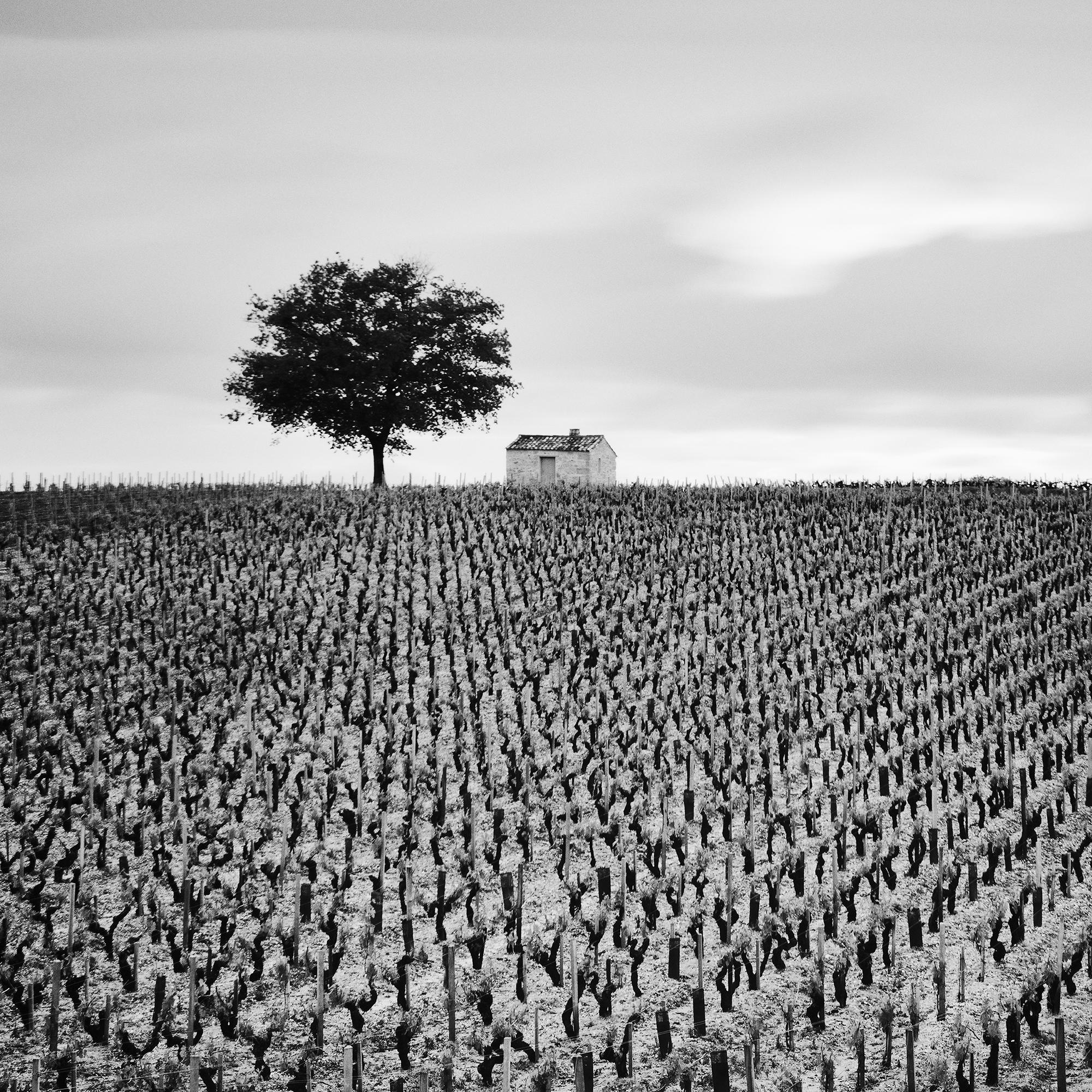 Champagne Paradise, Vigneto, Paesaggio con alberi, stampa fotografica in edizione limitata in vendita 7