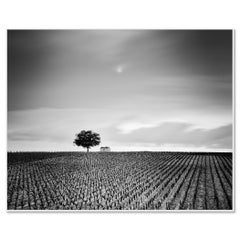Champagner-Paradies, einzelner Baum, Weinberg, Landschaft, limitierte Auflage, Foto