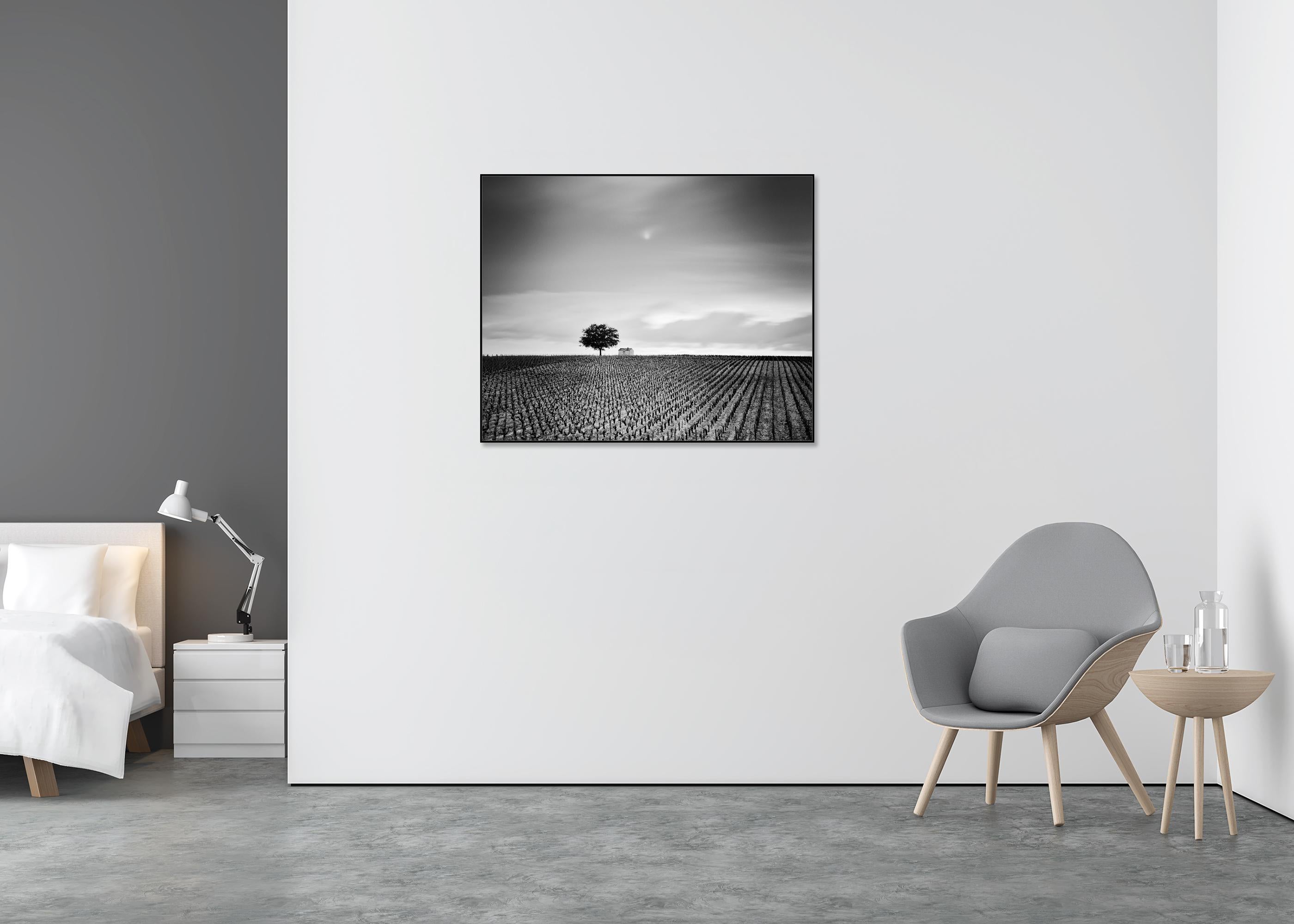 Champagne Paradise, Vigneto, Paesaggio con alberi, stampa fotografica in edizione limitata - Black and White Photograph Grigio di Gerald Berghammer