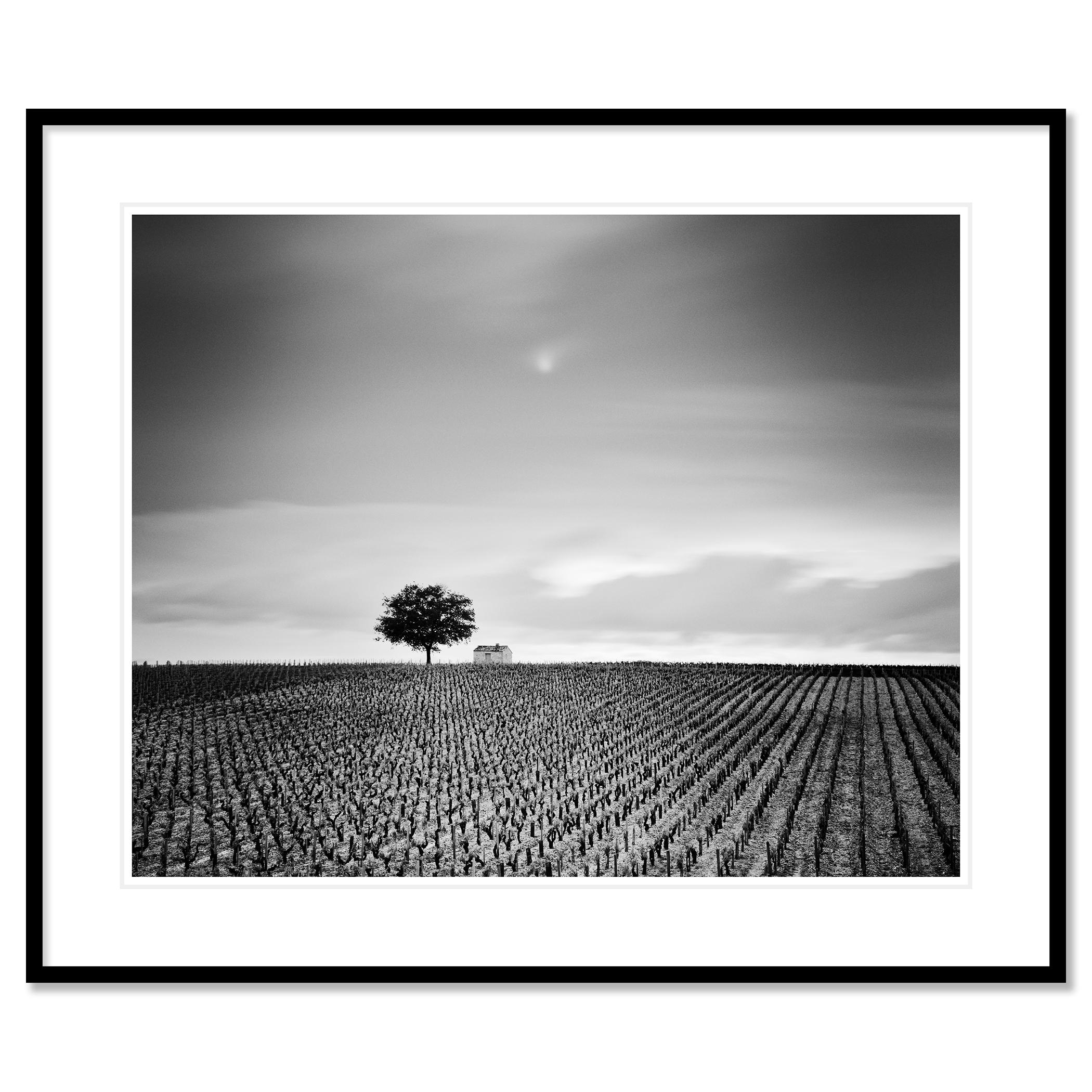 Champagne Paradise, Vigneto, Paesaggio con alberi, stampa fotografica in edizione limitata in vendita 1