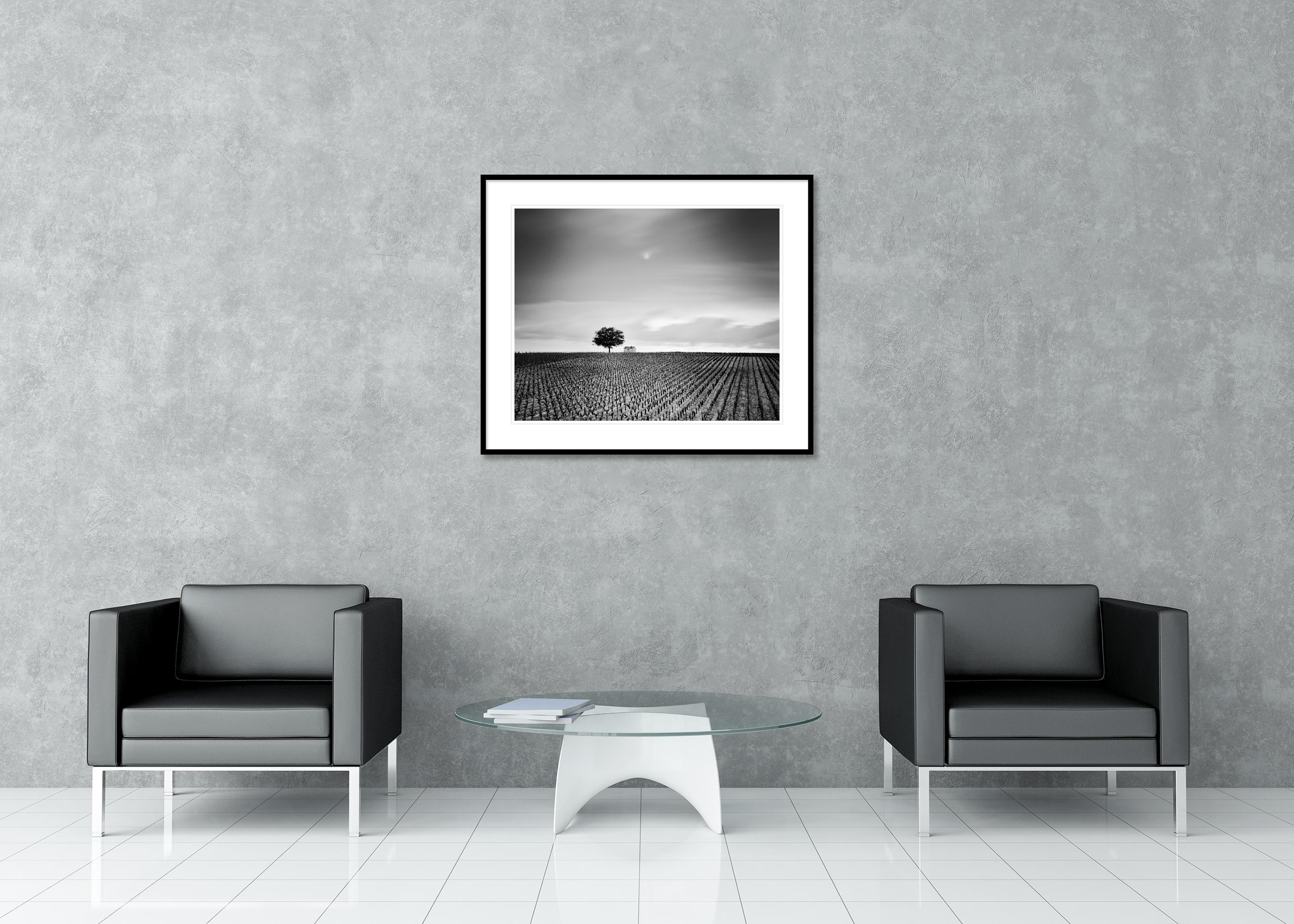 Champagne Paradise, Vigneto, Paesaggio con alberi, stampa fotografica in edizione limitata in vendita 2