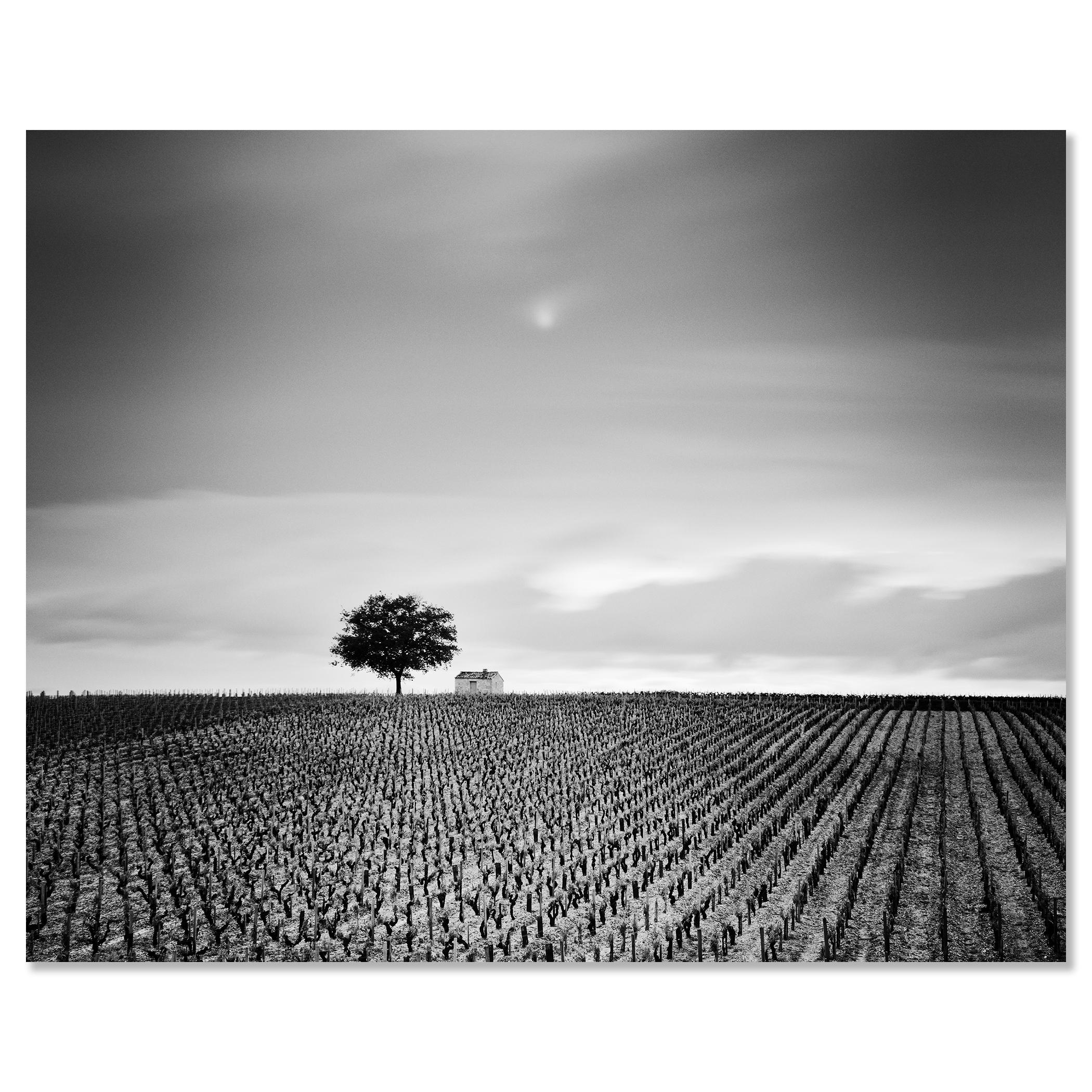 Champagne Paradise, Vigneto, Paesaggio con alberi, stampa fotografica in edizione limitata in vendita 3