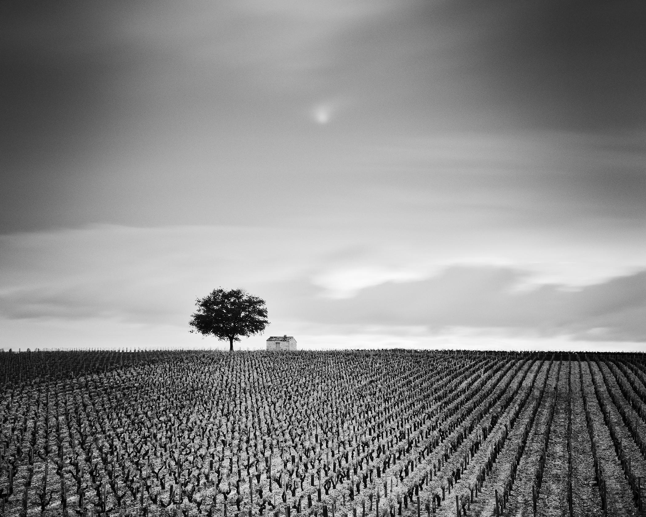Black and White Photograph di Gerald Berghammer - Champagne Paradise, Vigneto, Paesaggio con alberi, stampa fotografica in edizione limitata