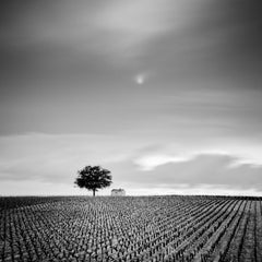 Paraíso del champán, Viñedos, Francia, fotografía en blanco y negro, Enmarcado