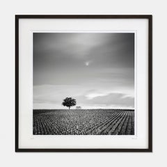 Champagne Paradise, Vineyards, France, black and white photography, Framed