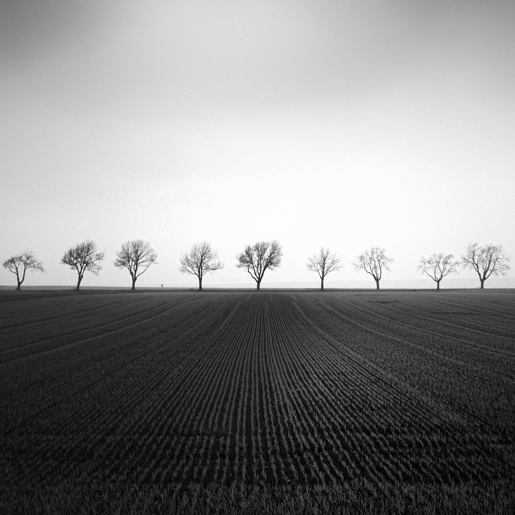 Black and white fine art landscape photography. Archival pigment ink print, limited edition of 9. Cherry tree avenue at the edge of the field in stormy weather, Weinviertel, Austria. 
All Gerald Berghammer prints are made to order in limited