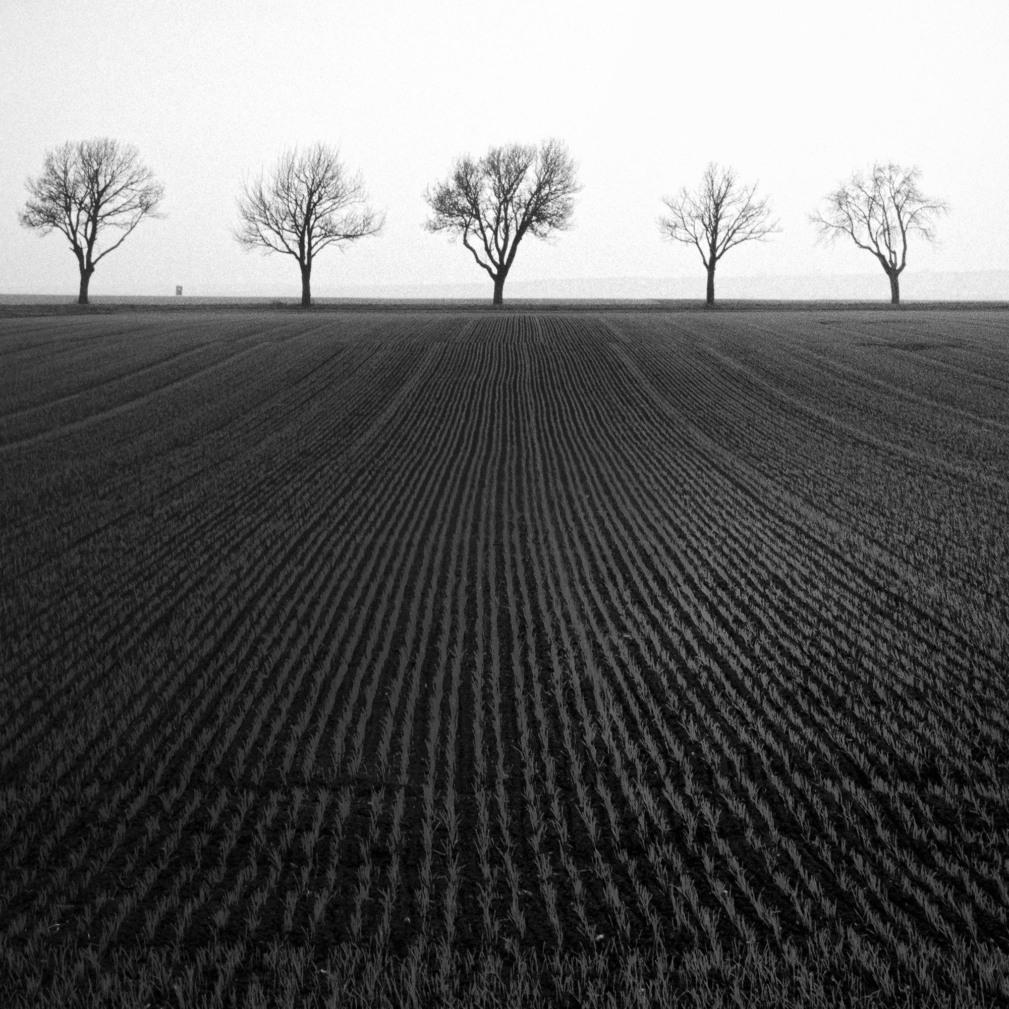 Cherry Tree Avenue Austria minimalist black white fine art landscape photography For Sale 1