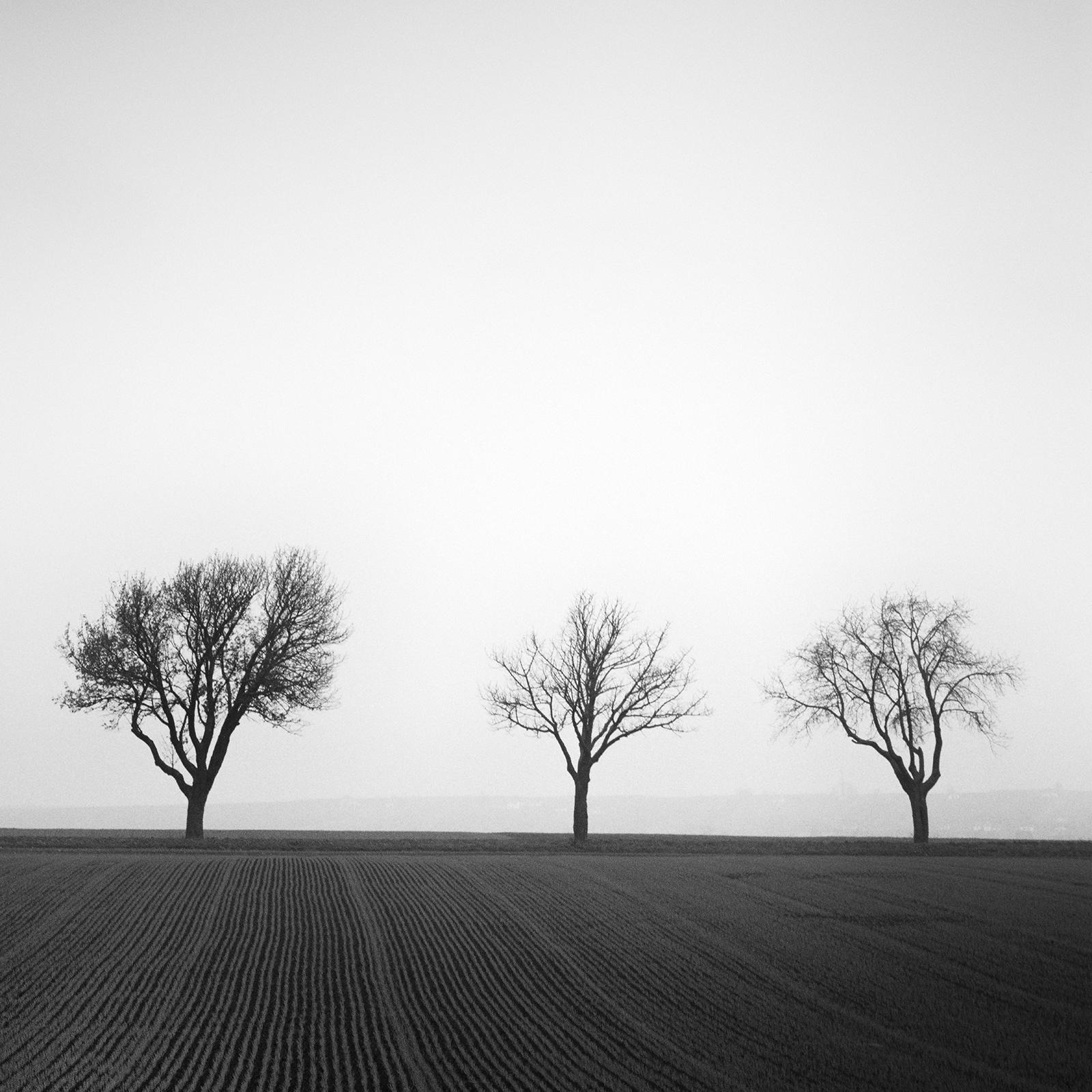 Cherry Tree Avenue, minimalist black and white photography, landscape, fine art For Sale 6