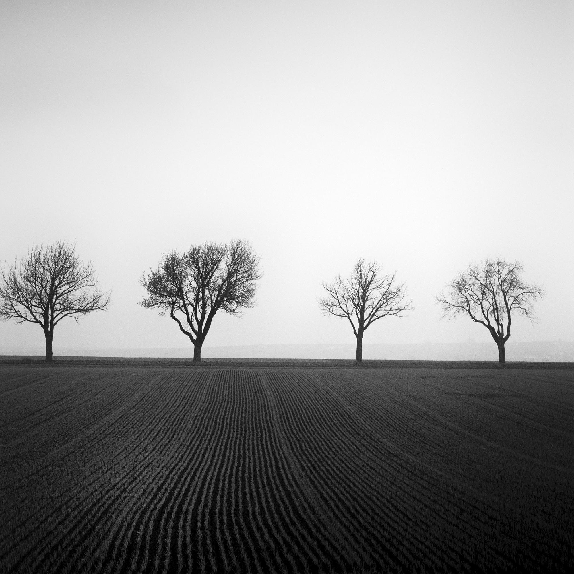 Cherry Tree Avenue, minimalistische Schwarz-Weiß-Fotografie, Landschaft, bildende Kunst im Angebot 6