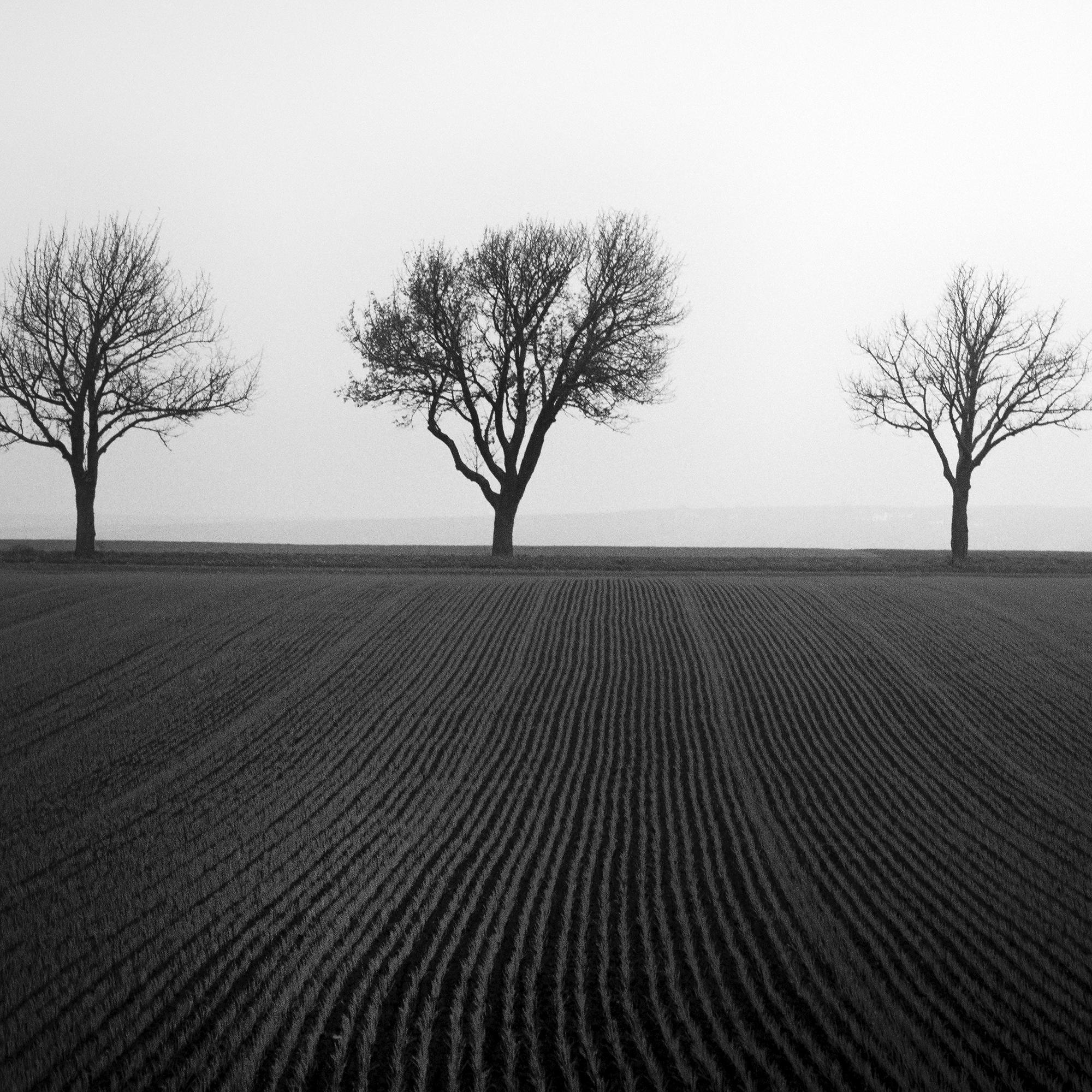 Cherry Tree Avenue, minimalistische Schwarz-Weiß-Fotografie, Landschaft, bildende Kunst im Angebot 7