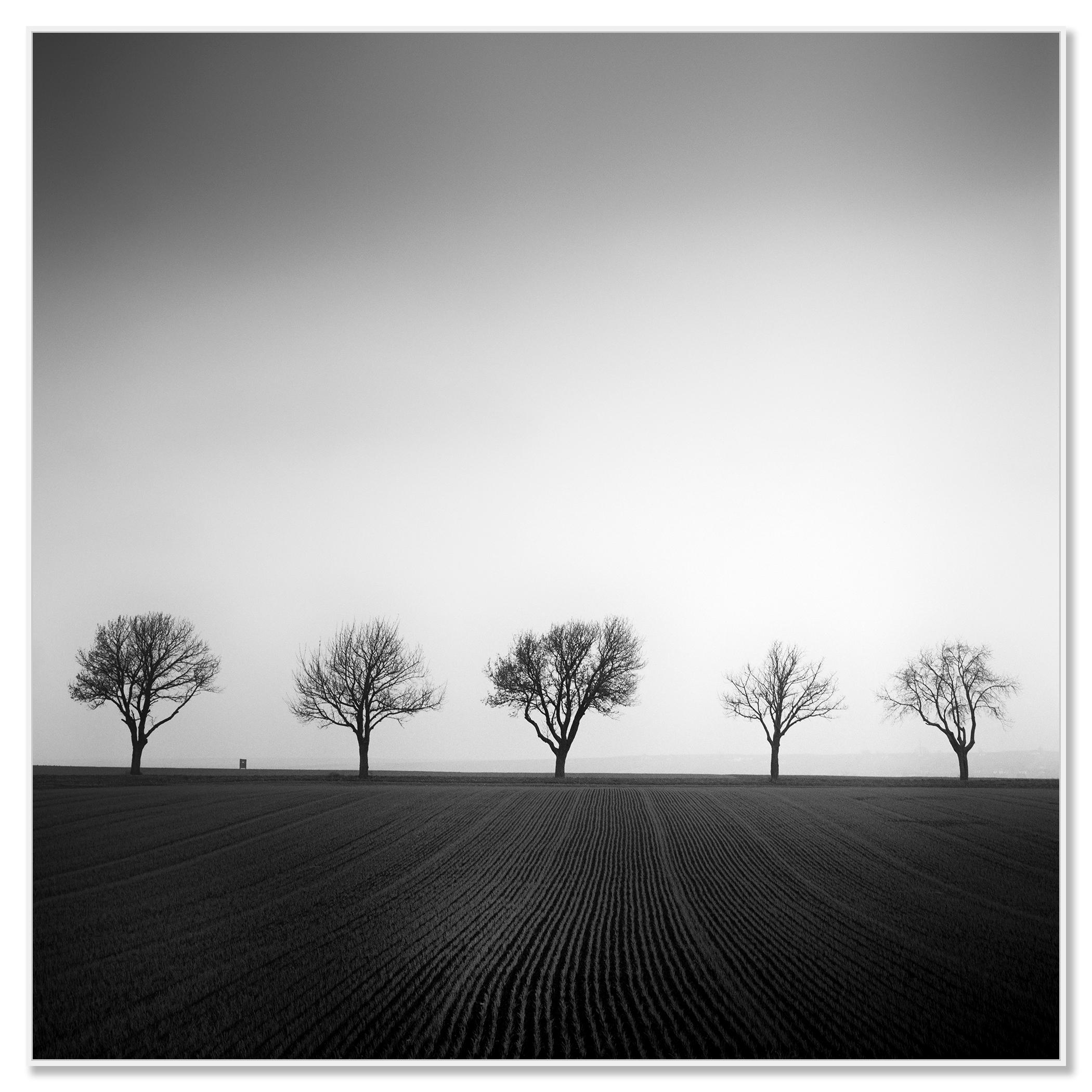 Cherry Tree Avenue, minimalistische Schwarz-Weiß-Fotografie, Landschaft, bildende Kunst – Photograph von Gerald Berghammer