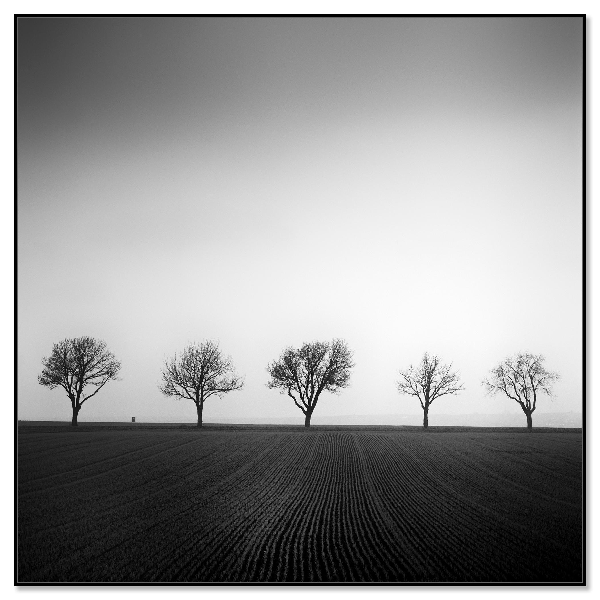 Cherry Tree Avenue, minimalistische Schwarz-Weiß-Fotografie, Landschaft, bildende Kunst (Zeitgenössisch), Photograph, von Gerald Berghammer