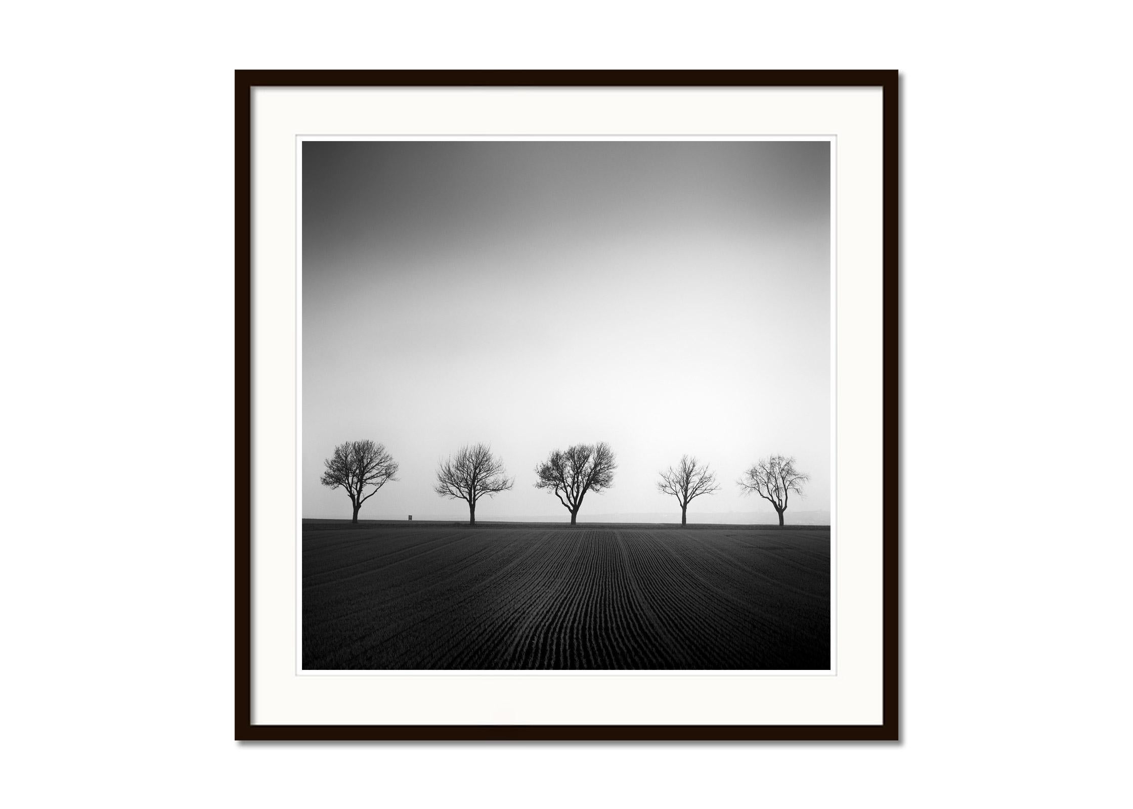 Black and white fine art landscape photography. Cherry tree avenue with lines in the corn field, Austria. Archival pigment ink print, edition of 9. Signed, titled, dated and numbered by artist. Certificate of authenticity included. Printed with 4cm