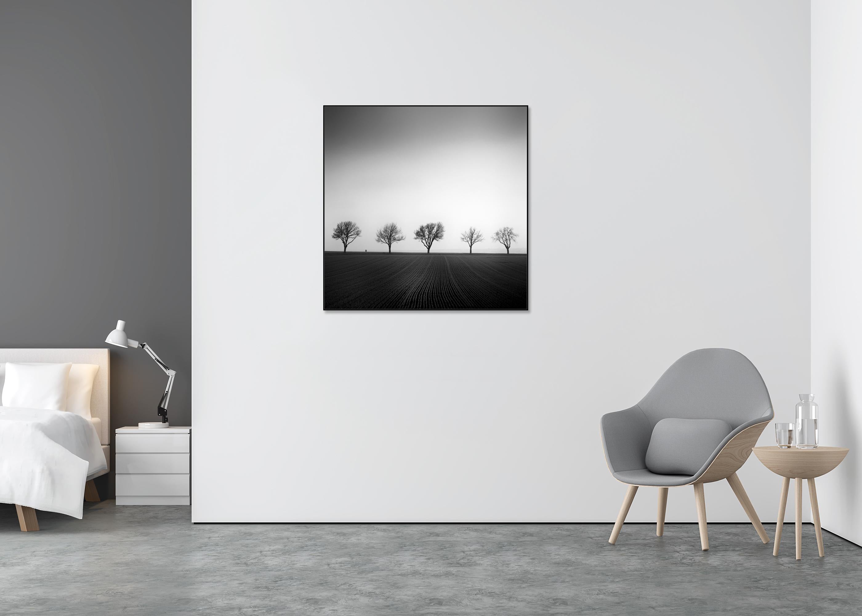 Cherry Tree Avenue, minimalistische Schwarz-Weiß-Fotografie, Landschaft, bildende Kunst (Grau), Black and White Photograph, von Gerald Berghammer