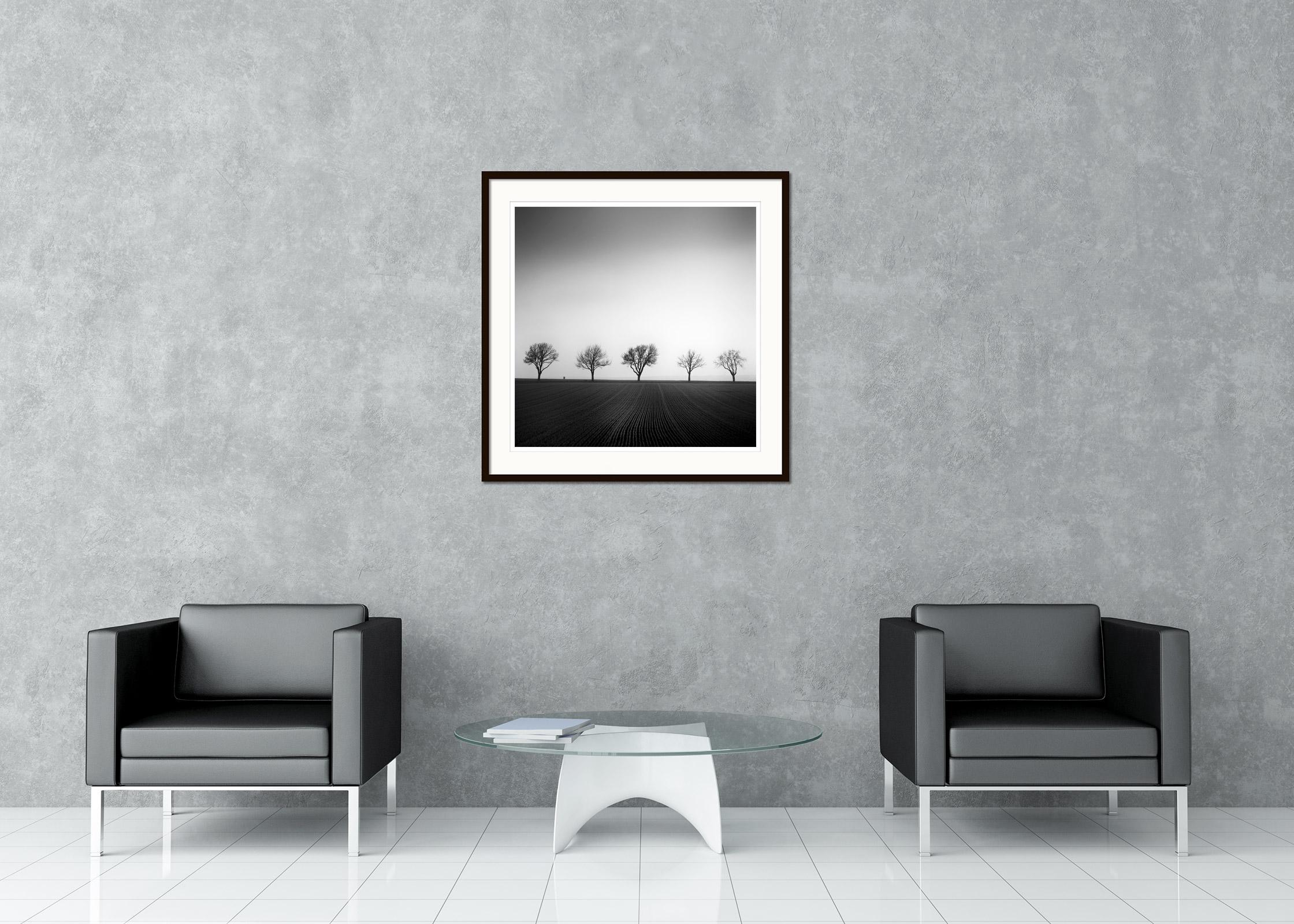 Cherry Tree Avenue, minimalist black and white photography, landscape, fine art For Sale 1