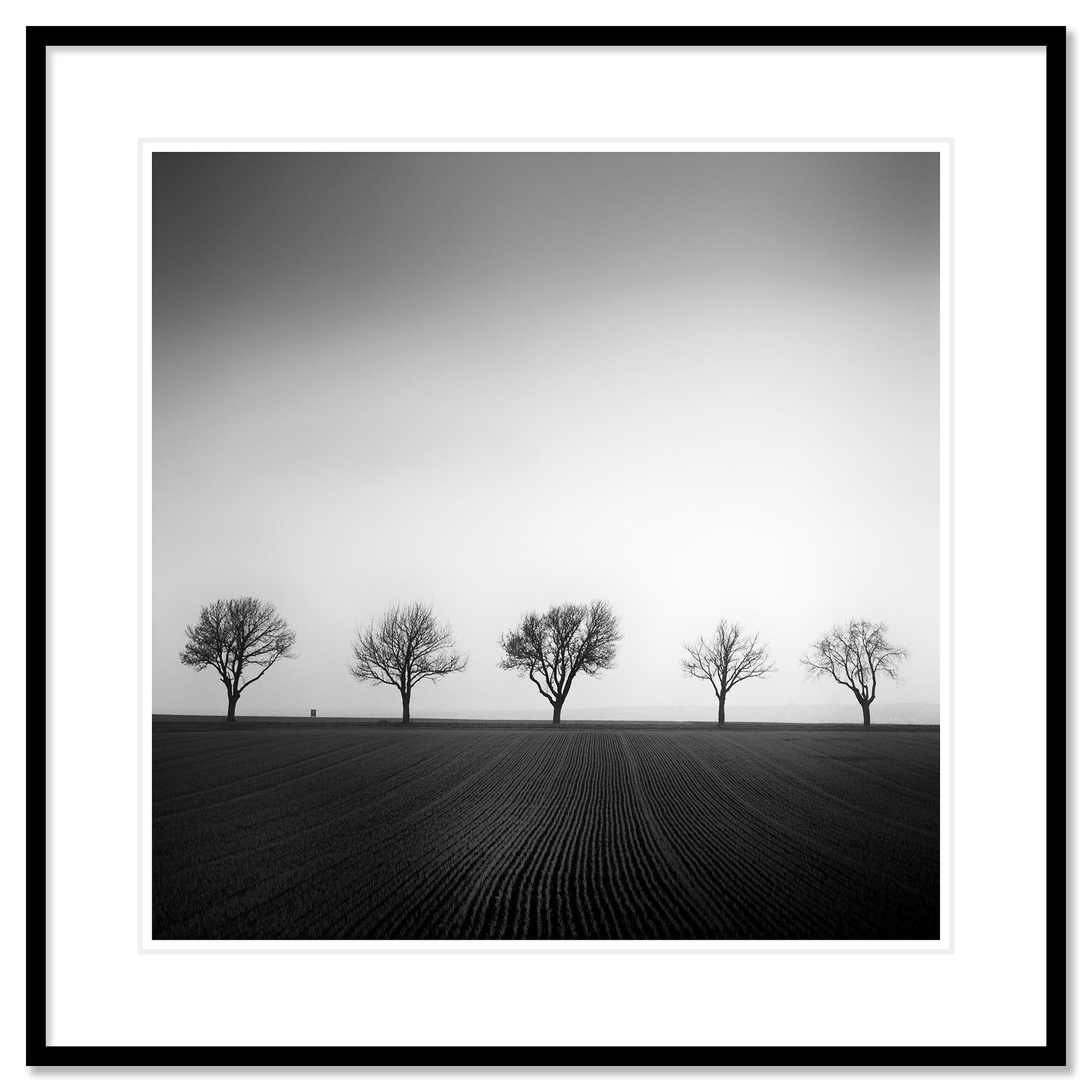 Schwarz-Weiß-Fotografie von Landschaften. Kirschbaumallee mit Linien im Maisfeld, Österreich. Pigmenttintendruck, Auflage 9, signiert, betitelt, datiert und nummeriert vom Künstler. Mit Echtheitszertifikat. Bedruckt mit einem 4 cm breiten weißen
