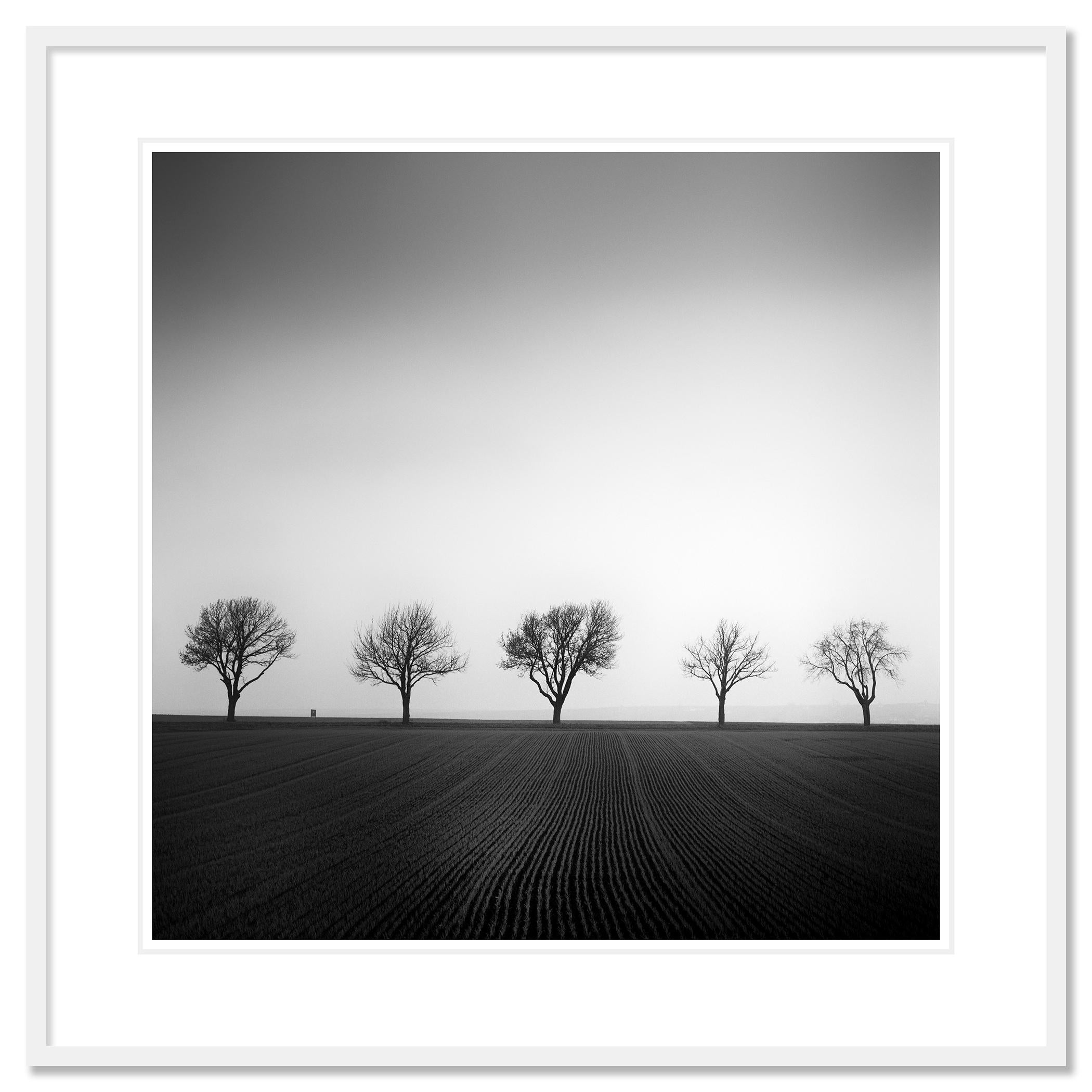 Cherry Tree Avenue, minimalistische Schwarz-Weiß-Fotografie, Landschaft, bildende Kunst im Angebot 1