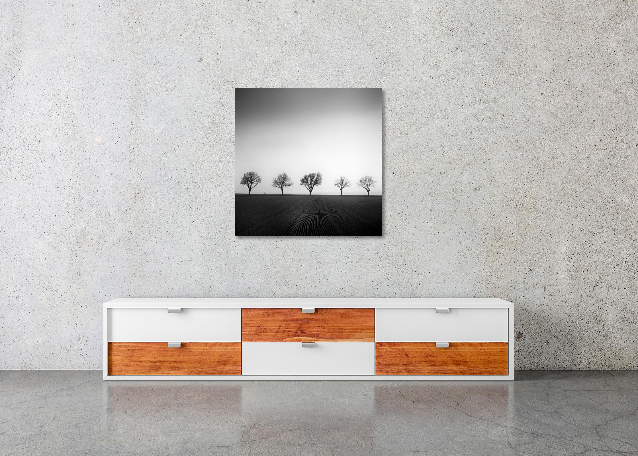 Cherry Tree Avenue, minimalist black and white photography, landscape, fine art For Sale 3