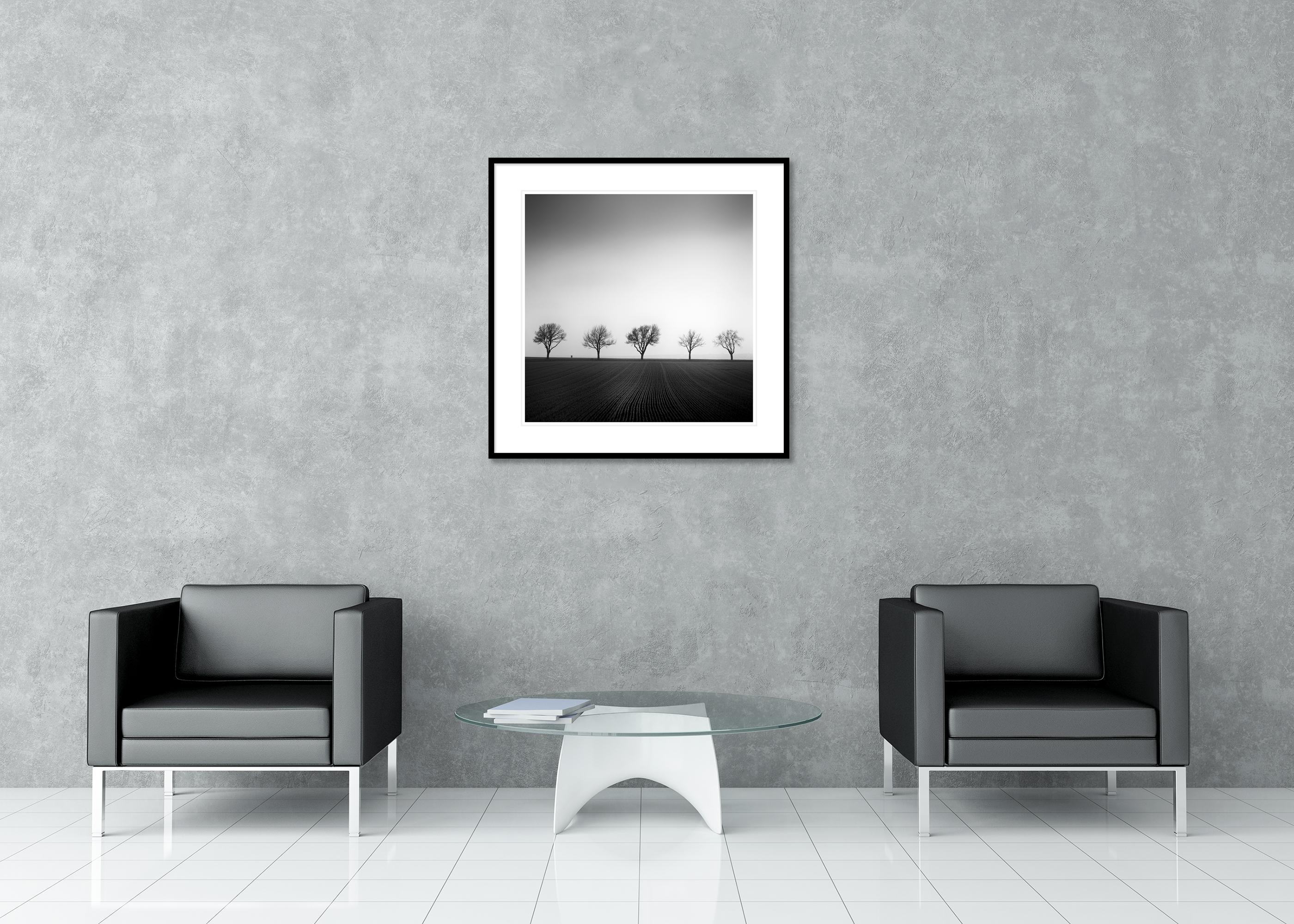 Cherry Tree Avenue, minimalistische Schwarz-Weiß-Fotografie, Landschaft, bildende Kunst im Angebot 2